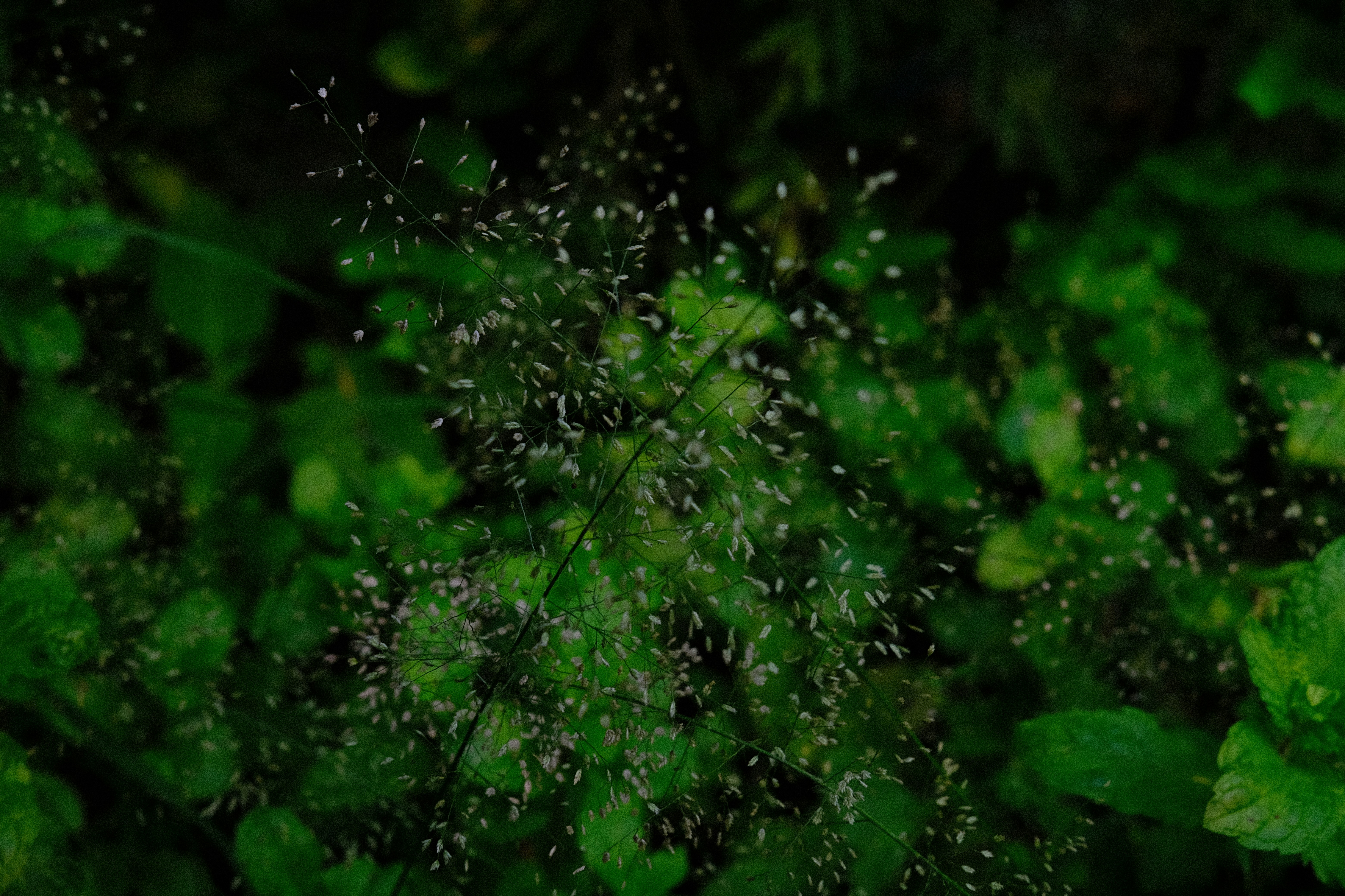 Pequeñas flores blancas sobre fondo de hojas verdes