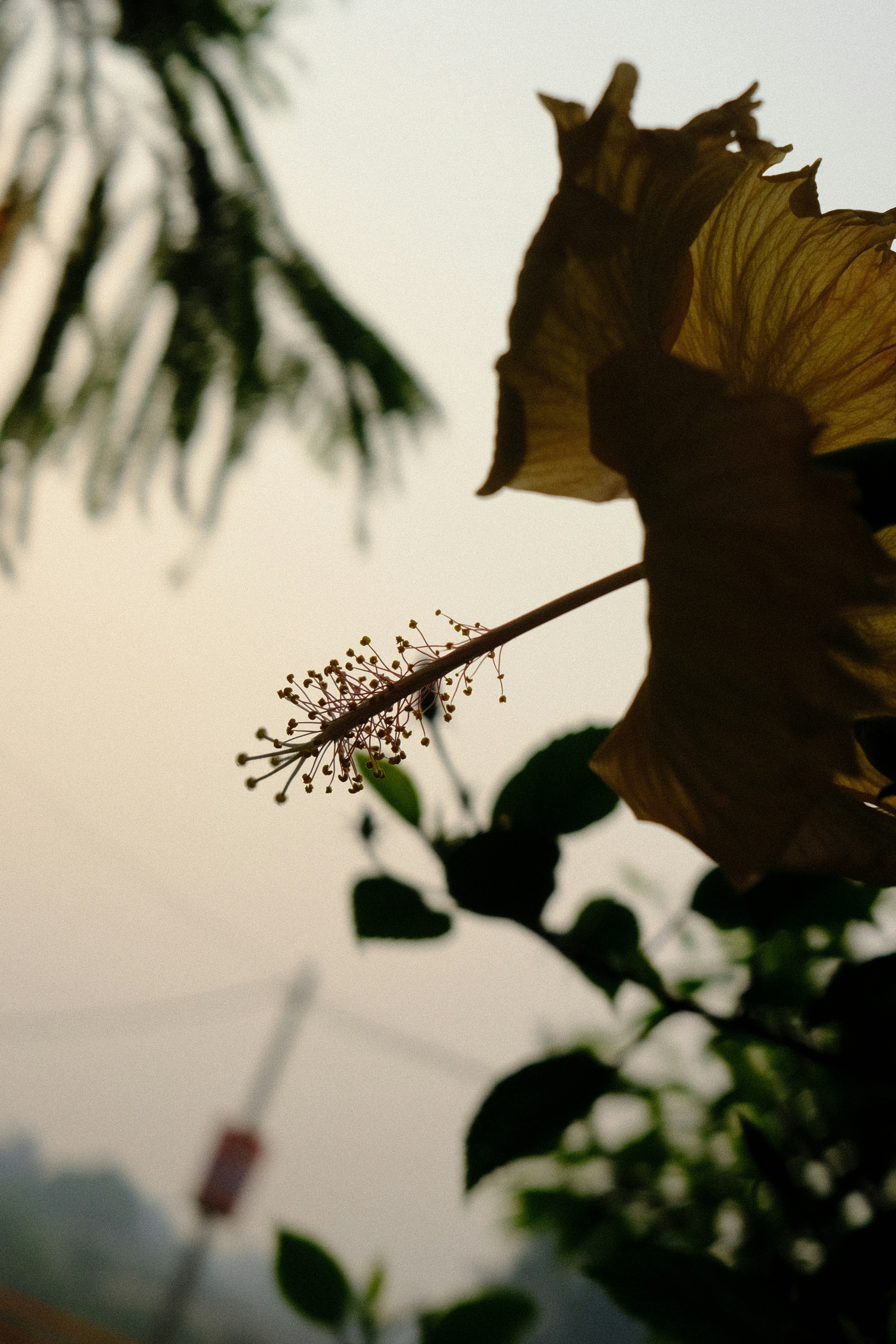 Flor de hibisco amarillo contra un cielo brumoso