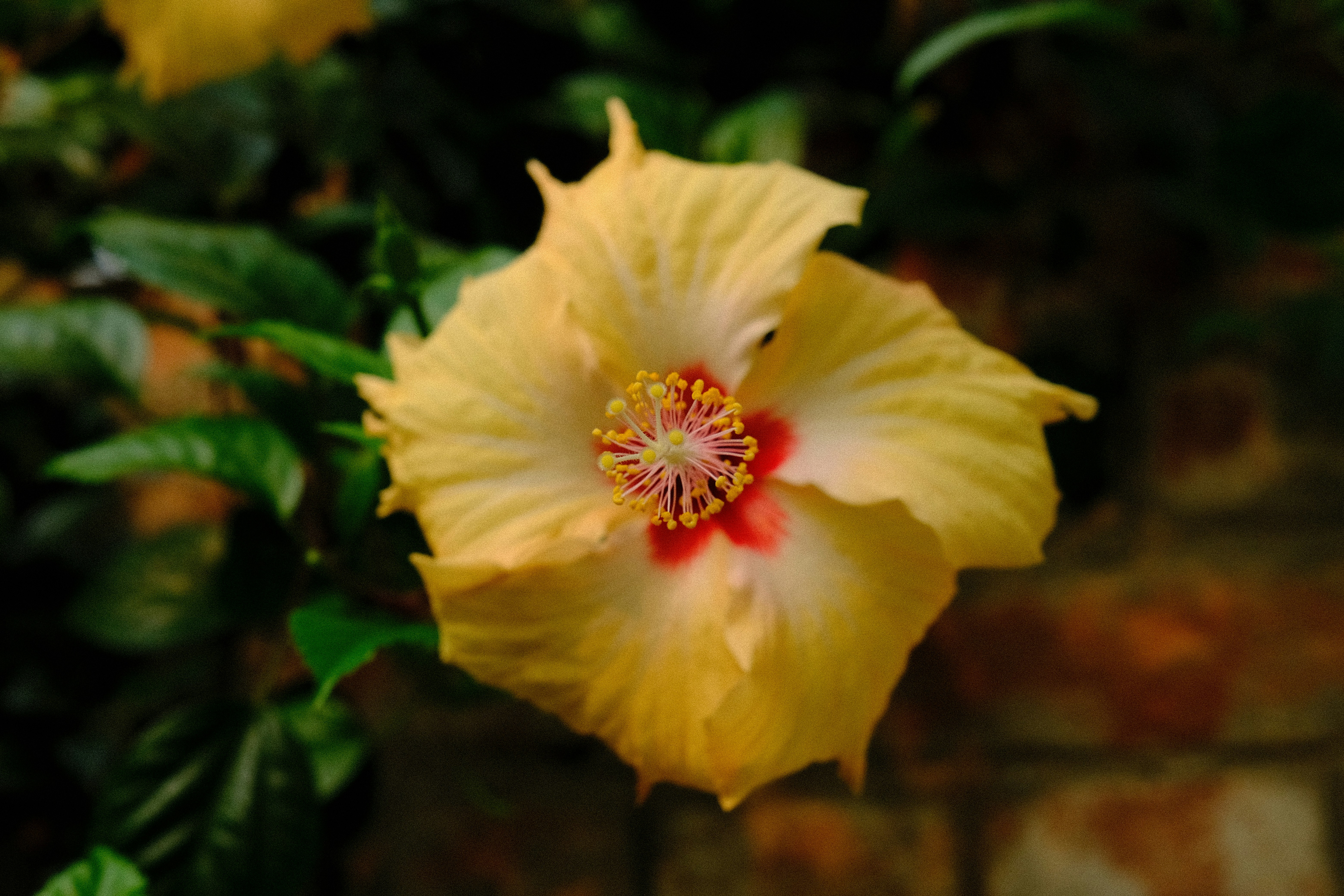 Una flor de hibisco amarilla con centro rojo.
