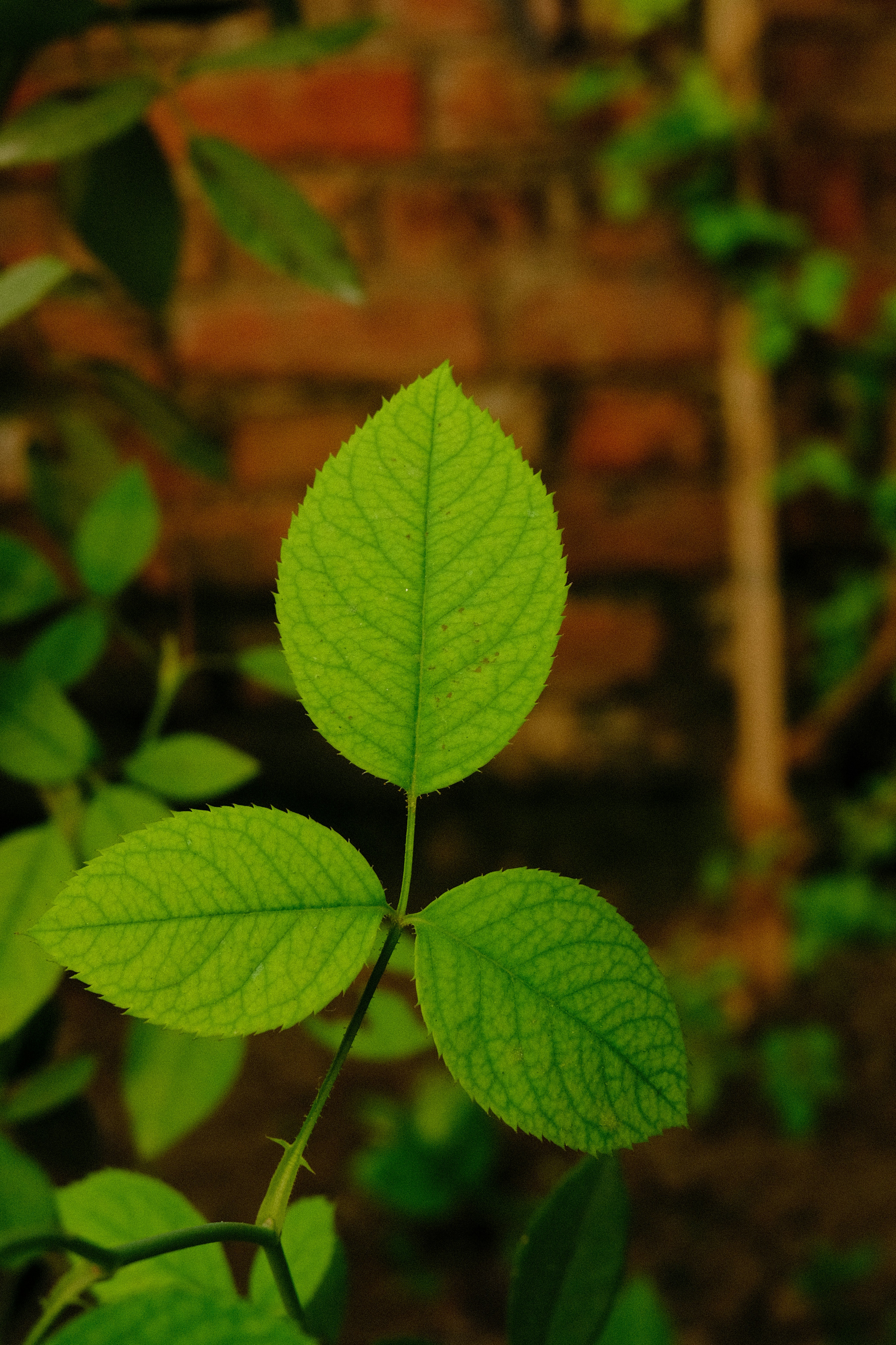 Primer plano de hojas verdes contra la pared de ladrillos