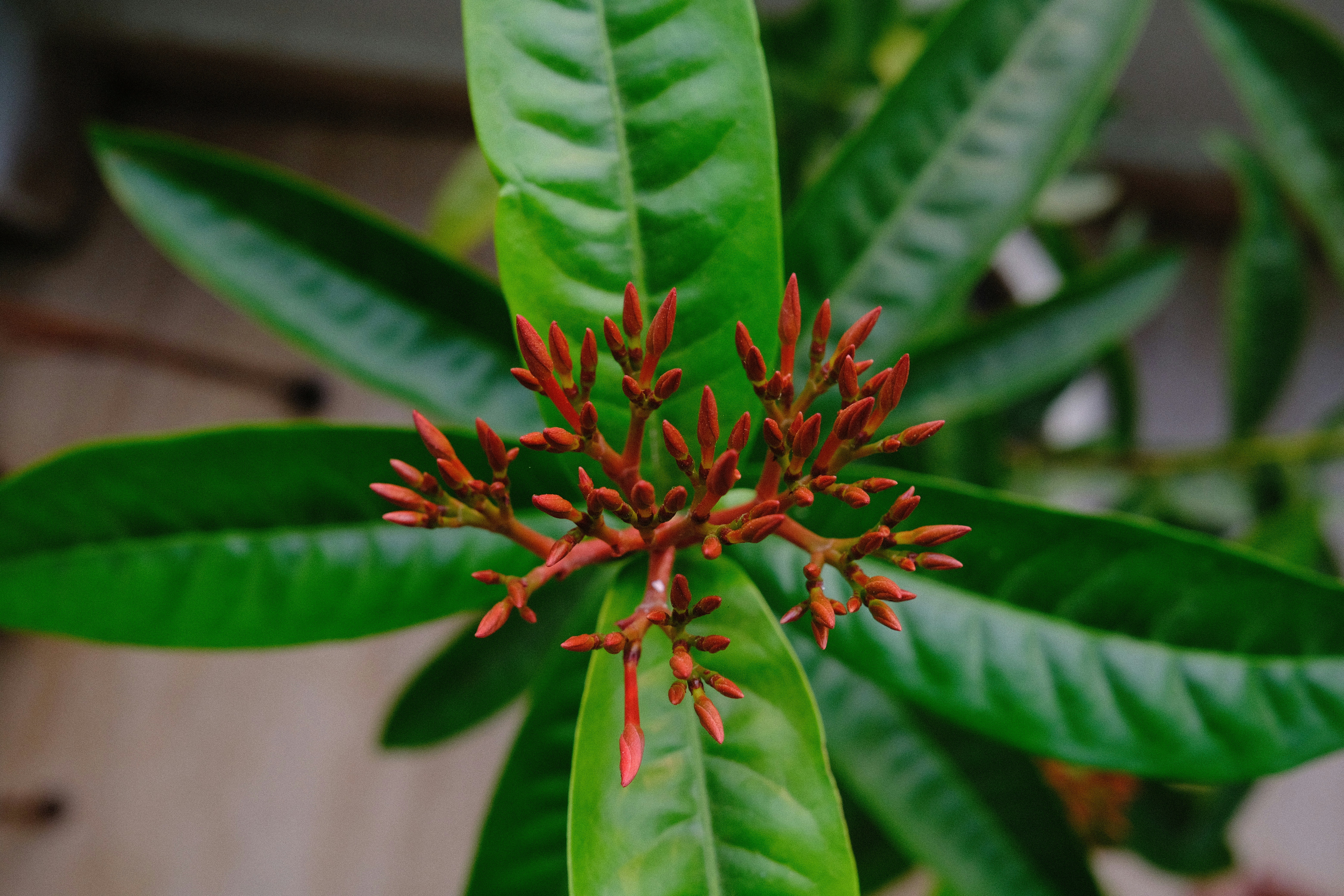 Primer plano de botones florales rojos rodeados de hojas verdes.