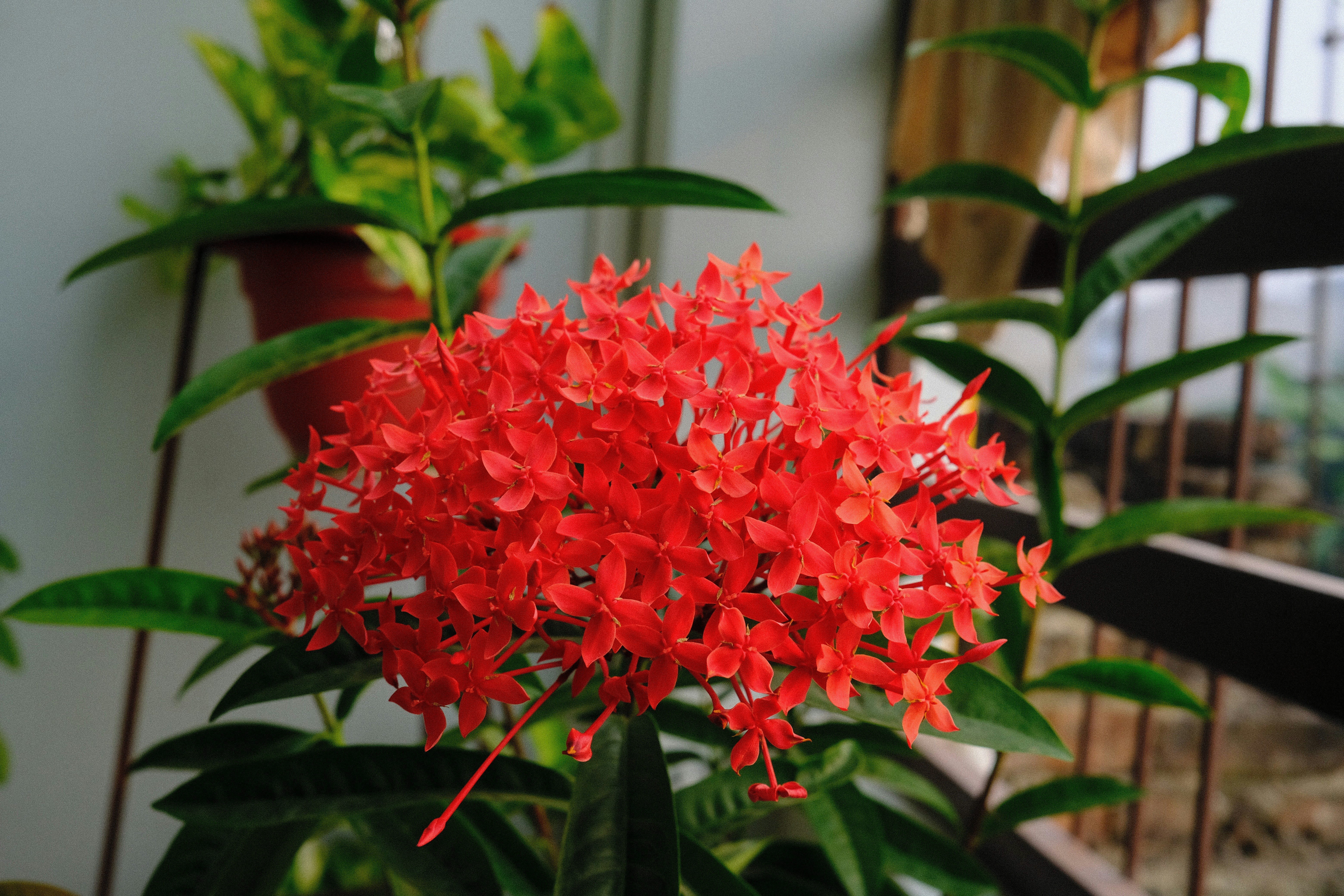 Un racimo de pequeñas flores rojas con hojas verdes.