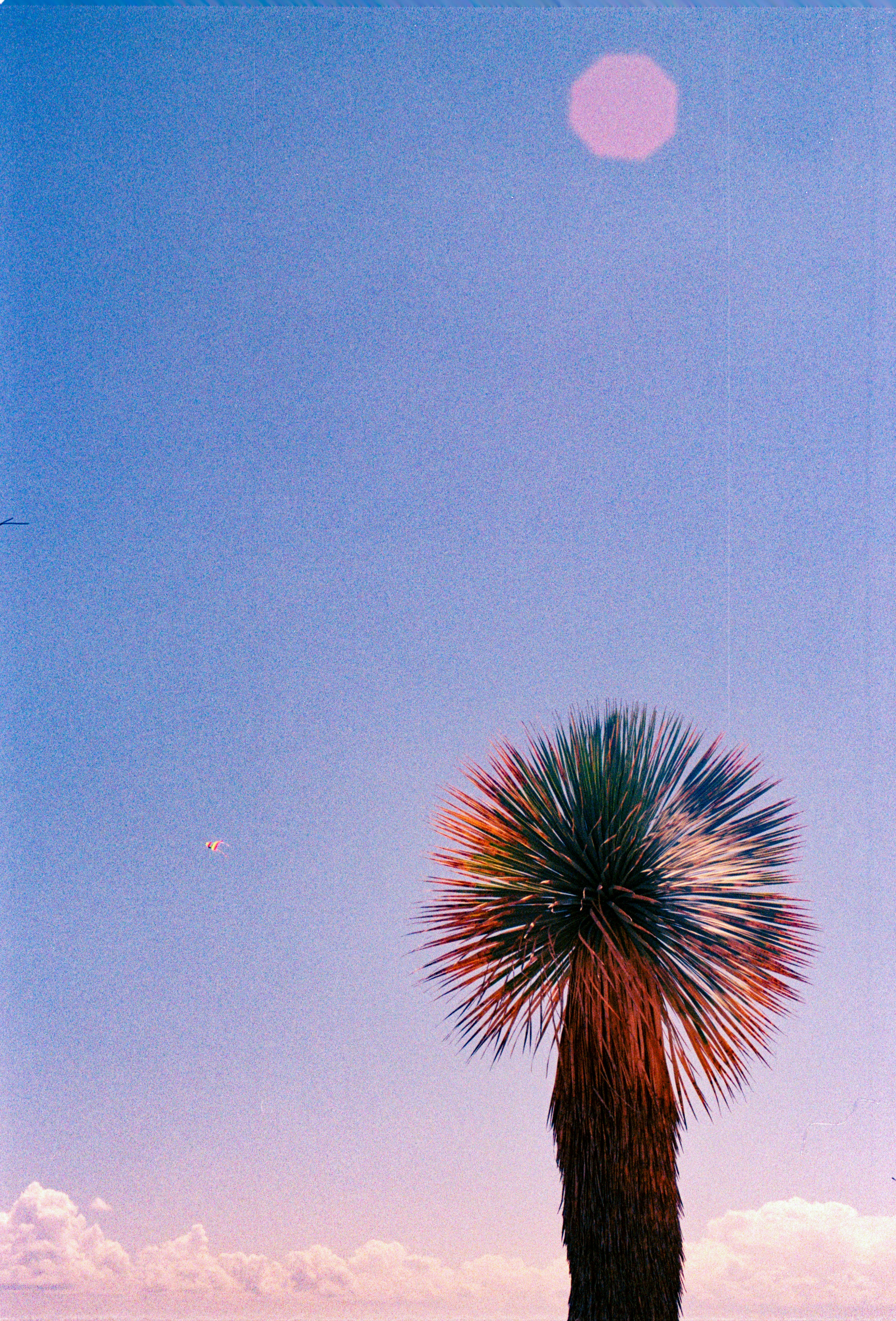 A lone palm tree against a soft purple sky