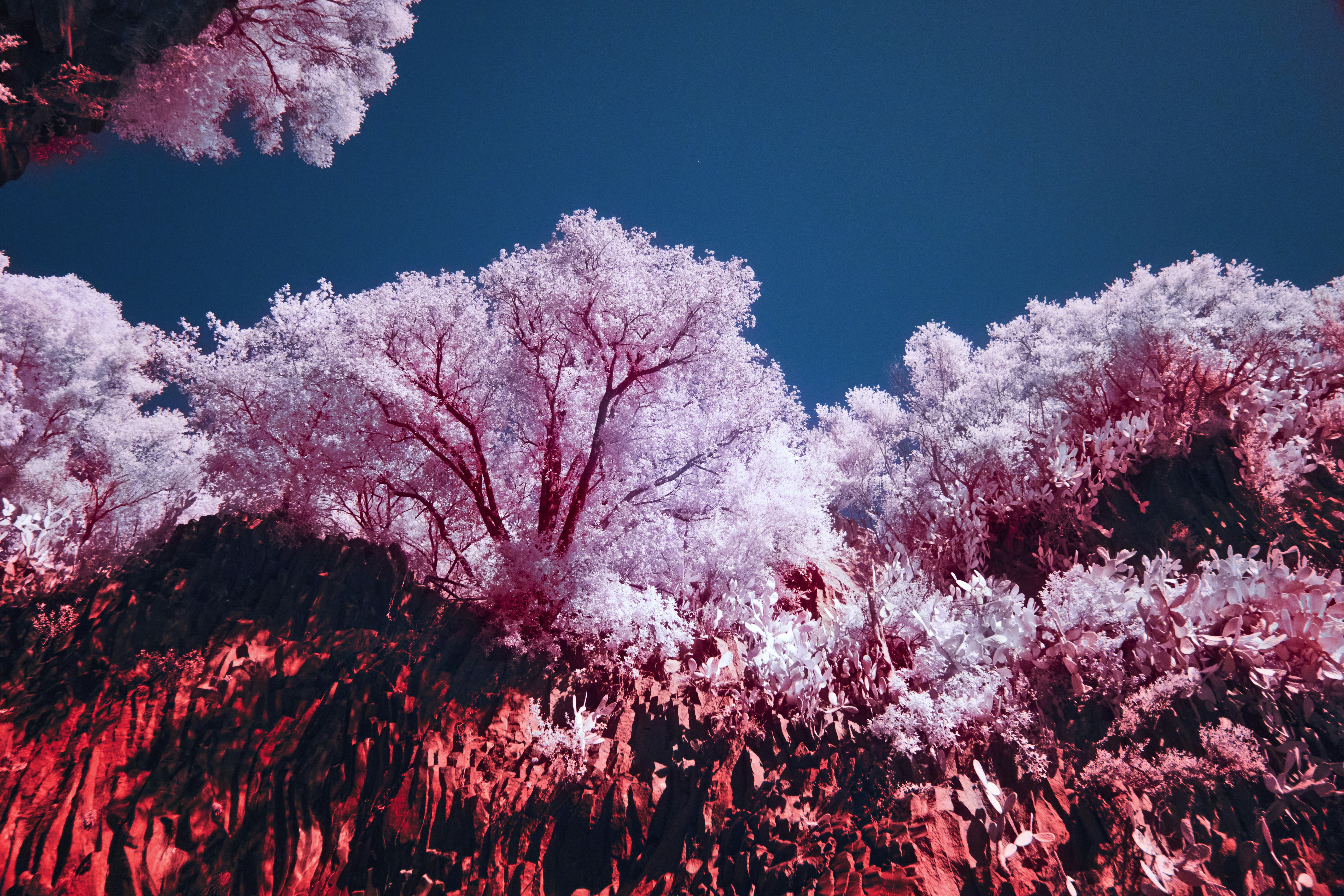 Surreal pink trees against a deep blue sky