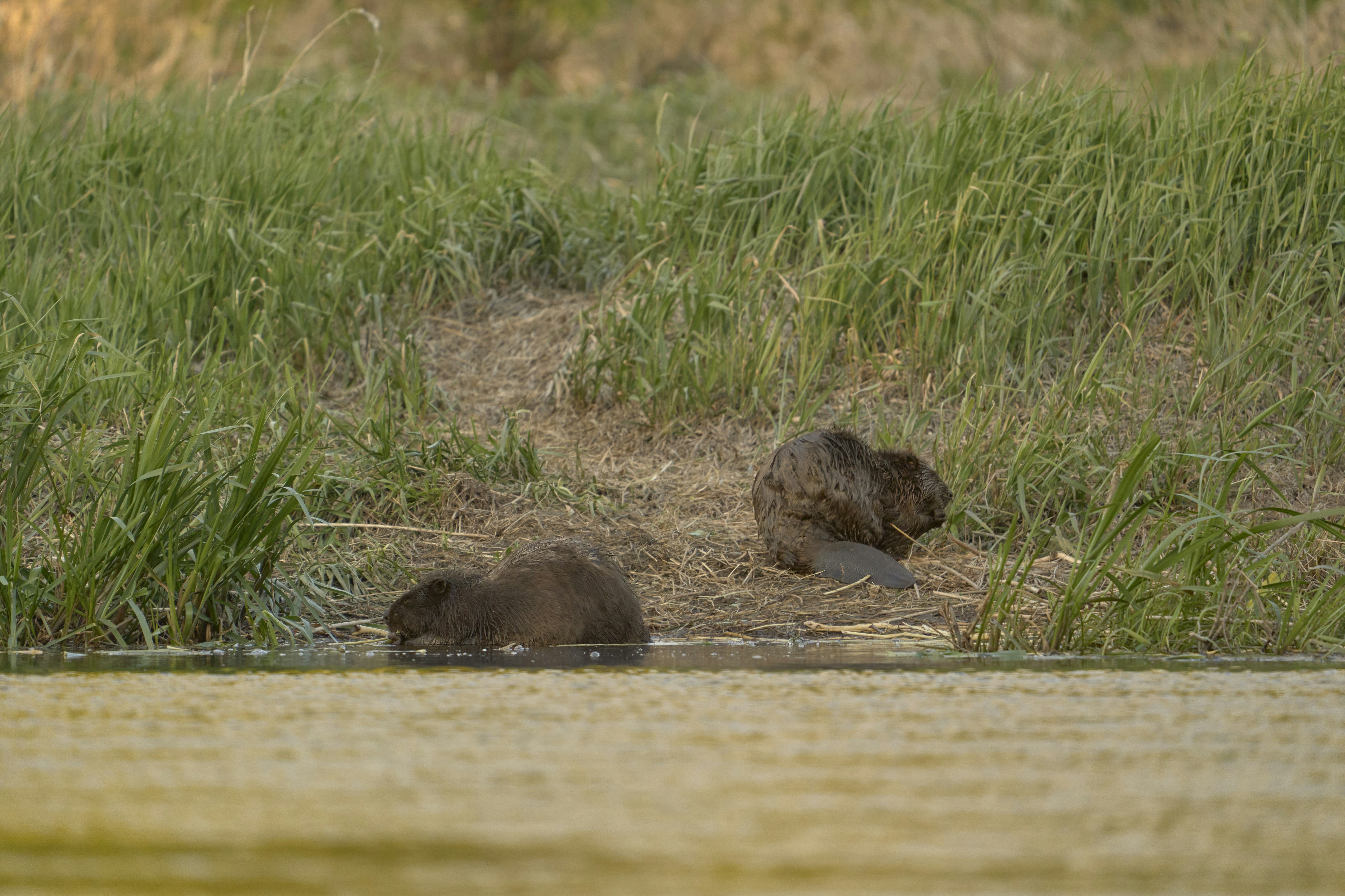 Photo by wolfgang_hasselmann