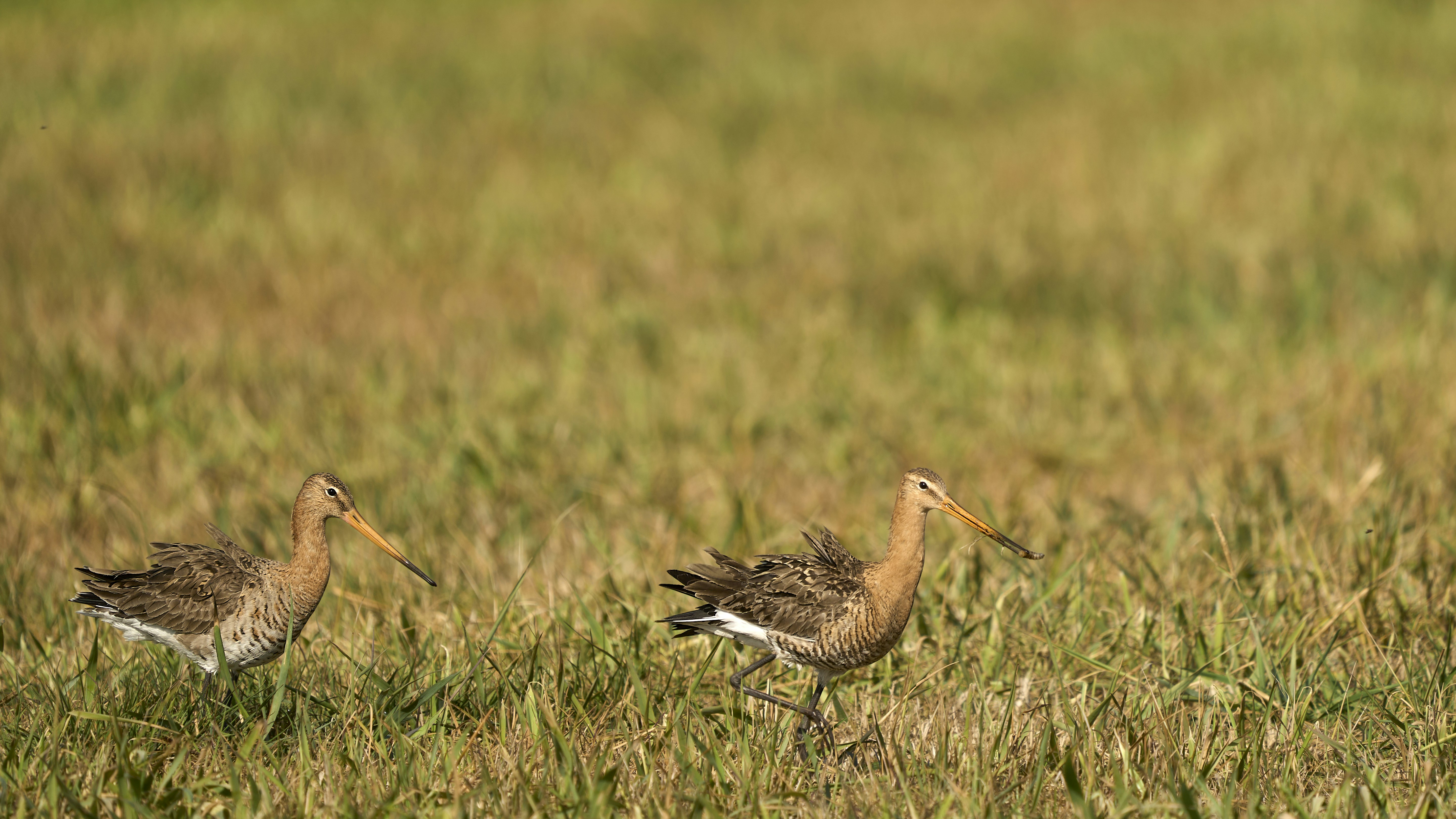 Photo by wolfgang_hasselmann