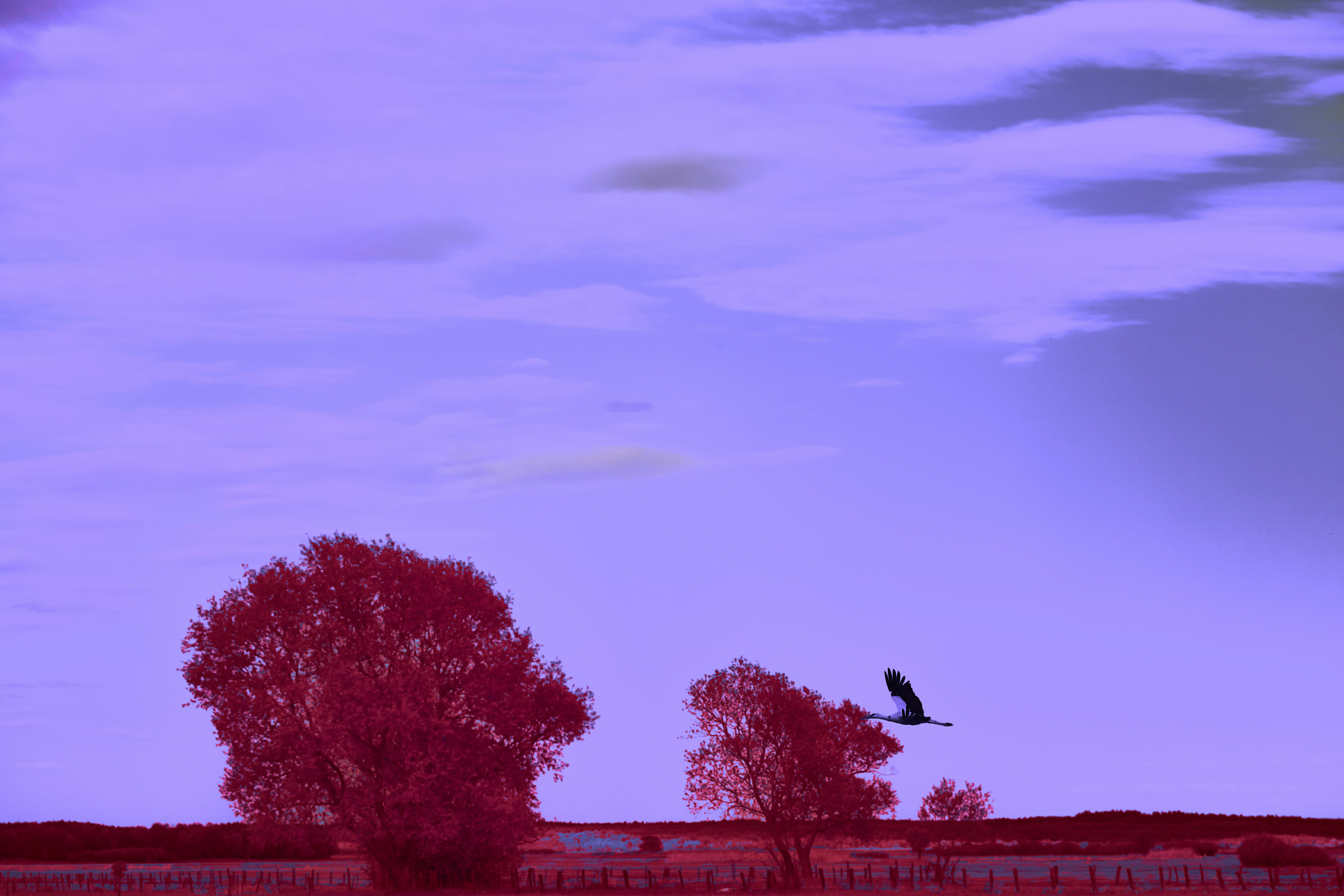 Bird flying over trees against purple sky