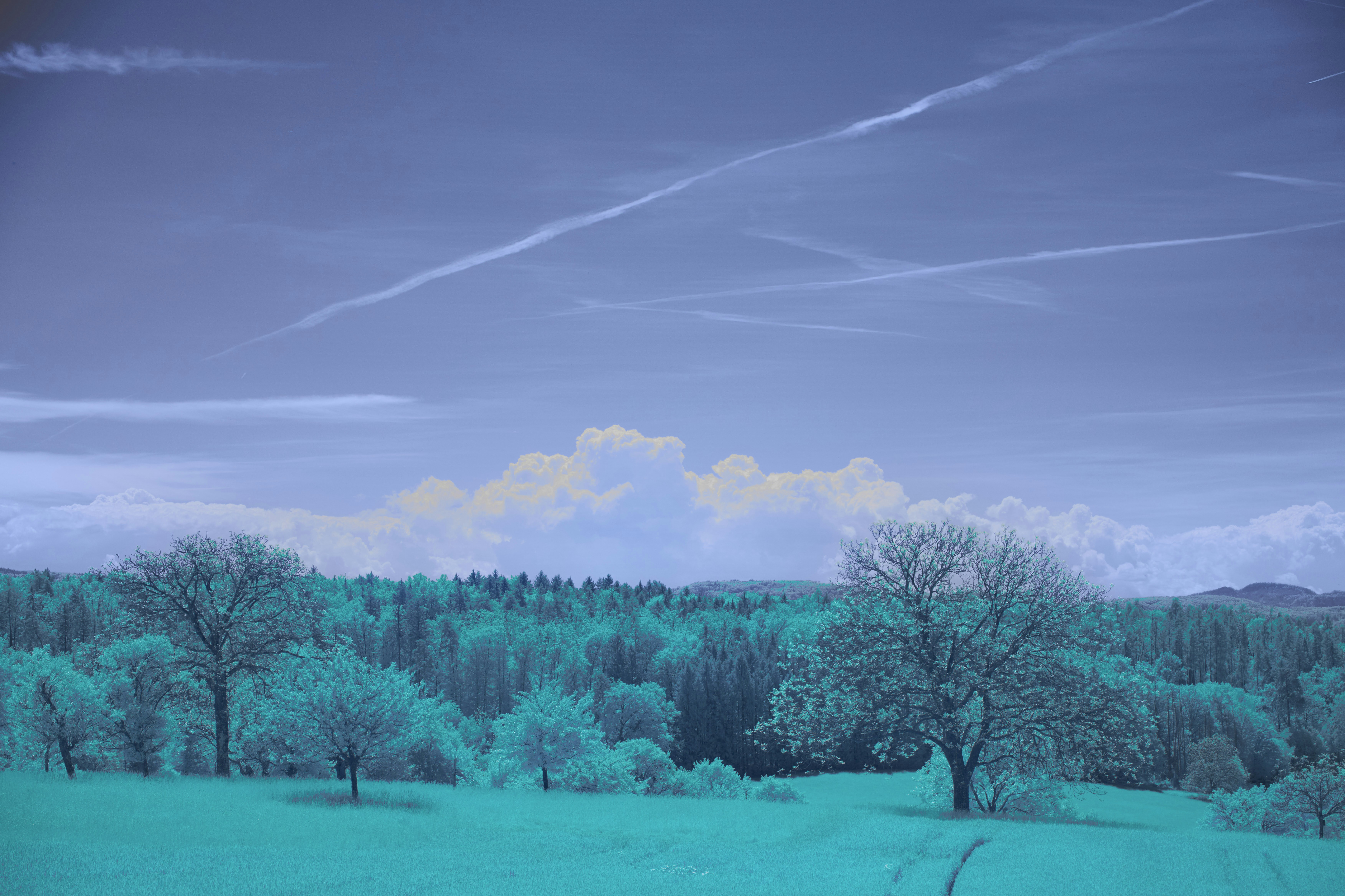 Bare trees in a field under a cloudy sky 풍경 사진
