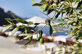Olive tree branch with ripening olives against a blurred background.