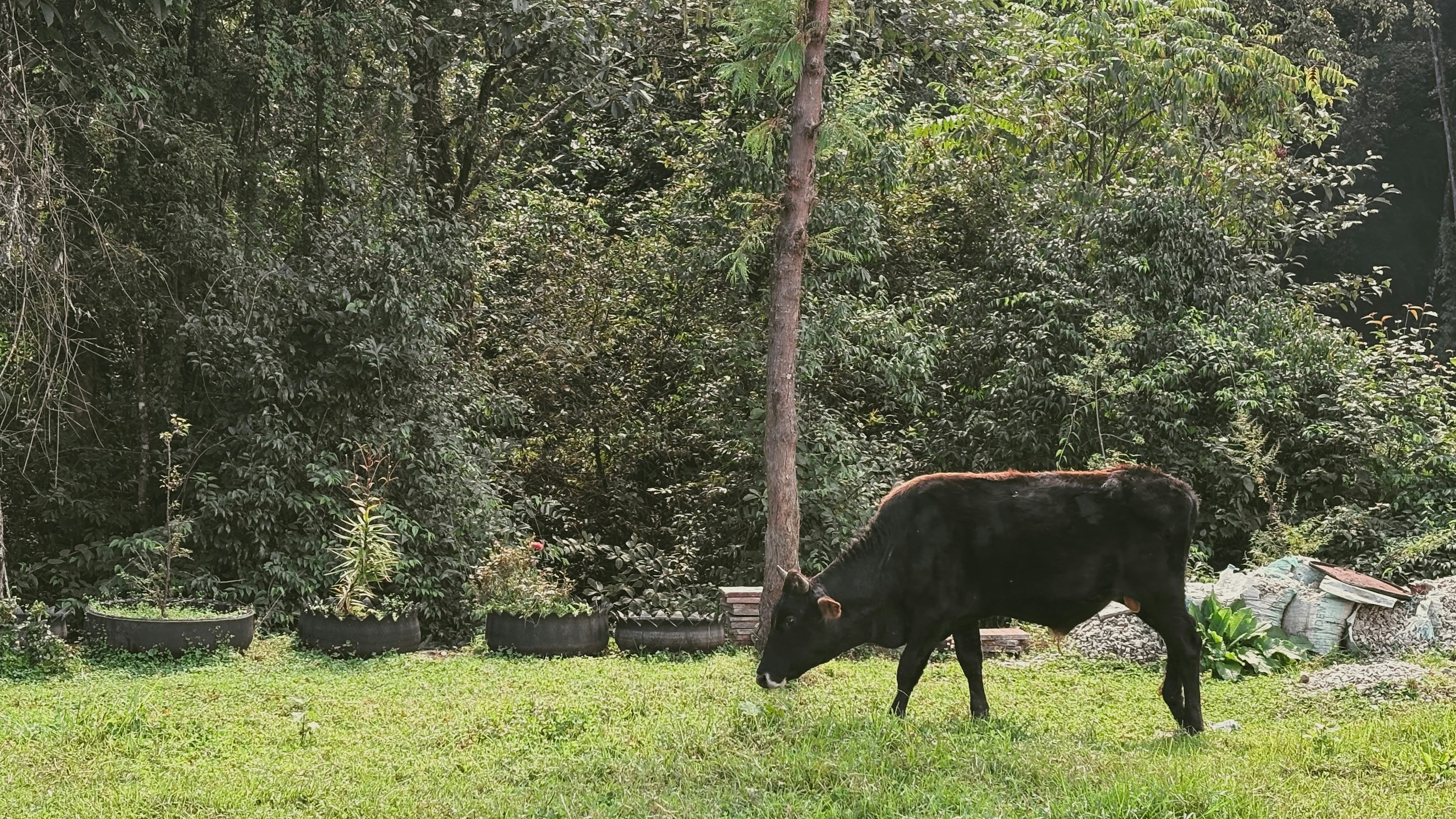 Bull In A Natural Grazing Environment
