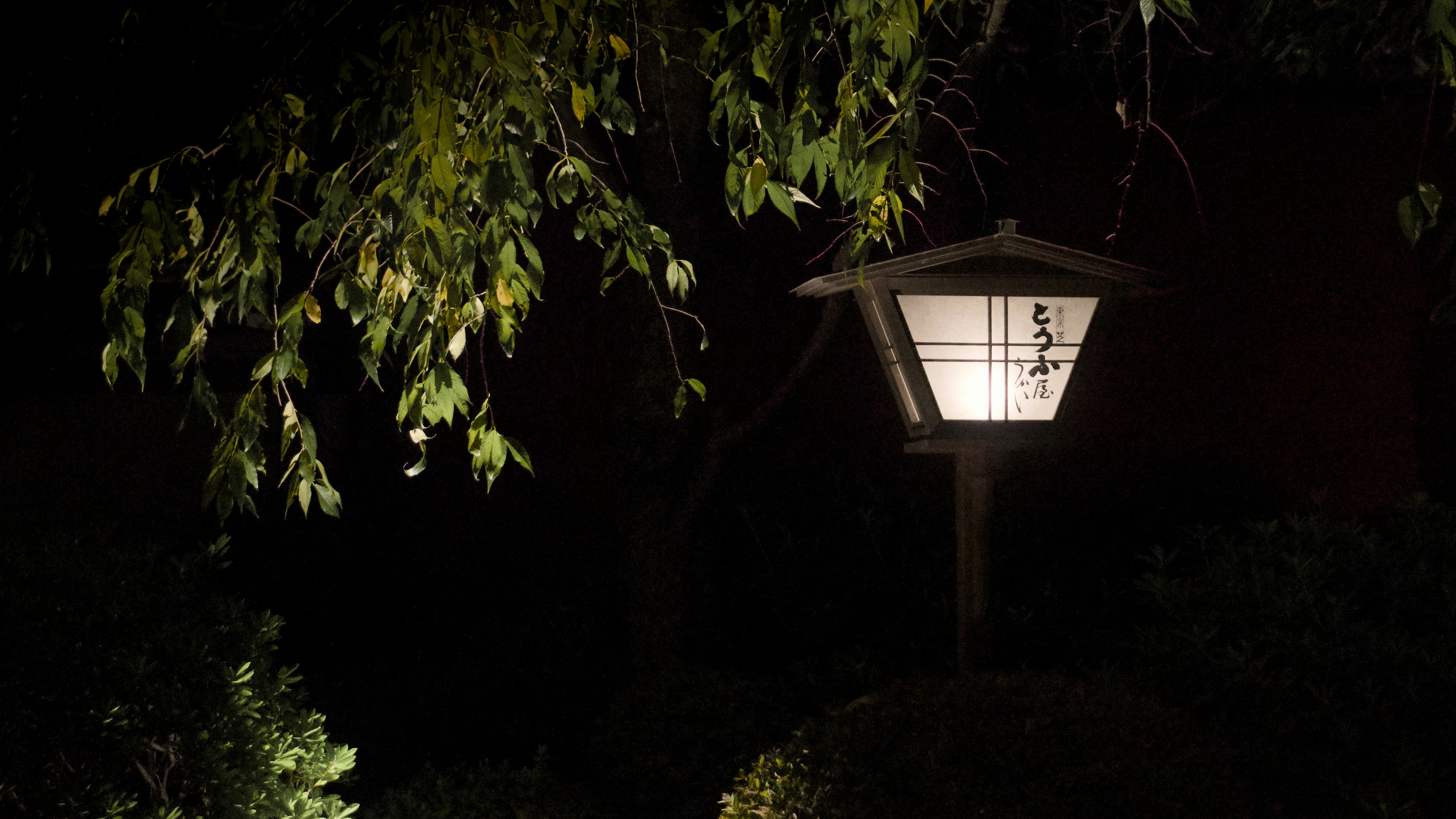 A japanese-style lantern glows in the dark garden.