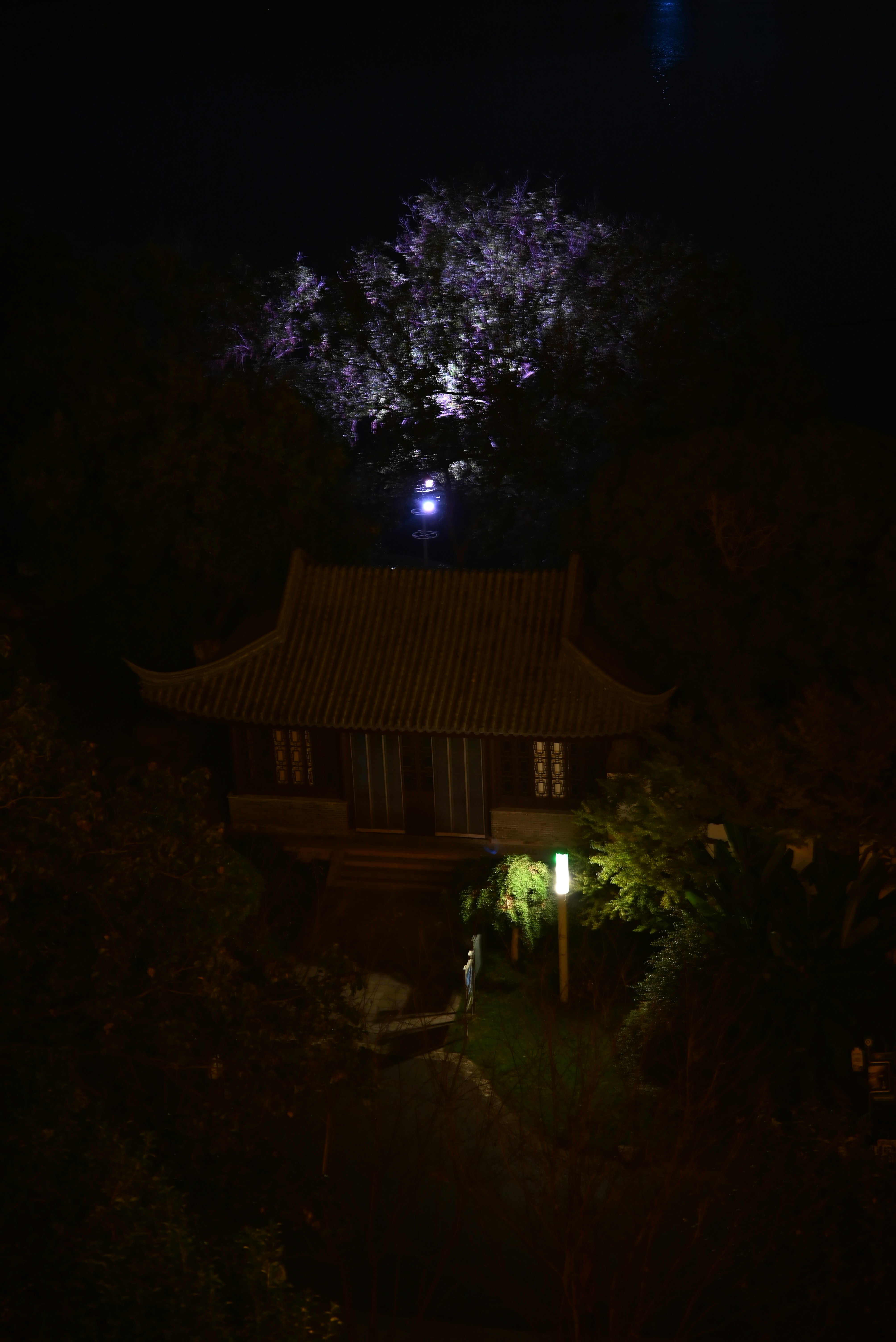 Traditional building illuminated at night under tree
