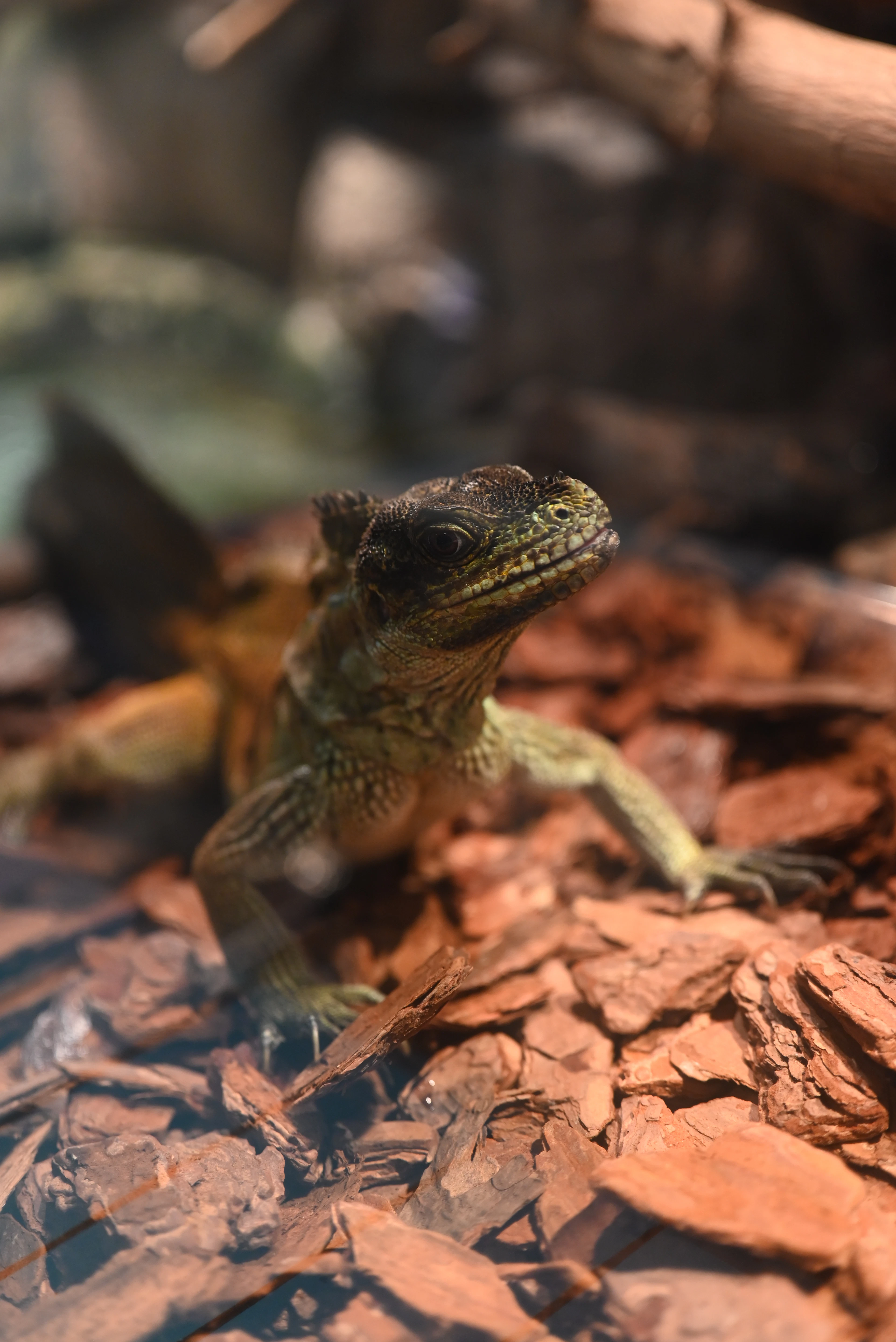 Bearded dragon resting on wood chips in a terrarium