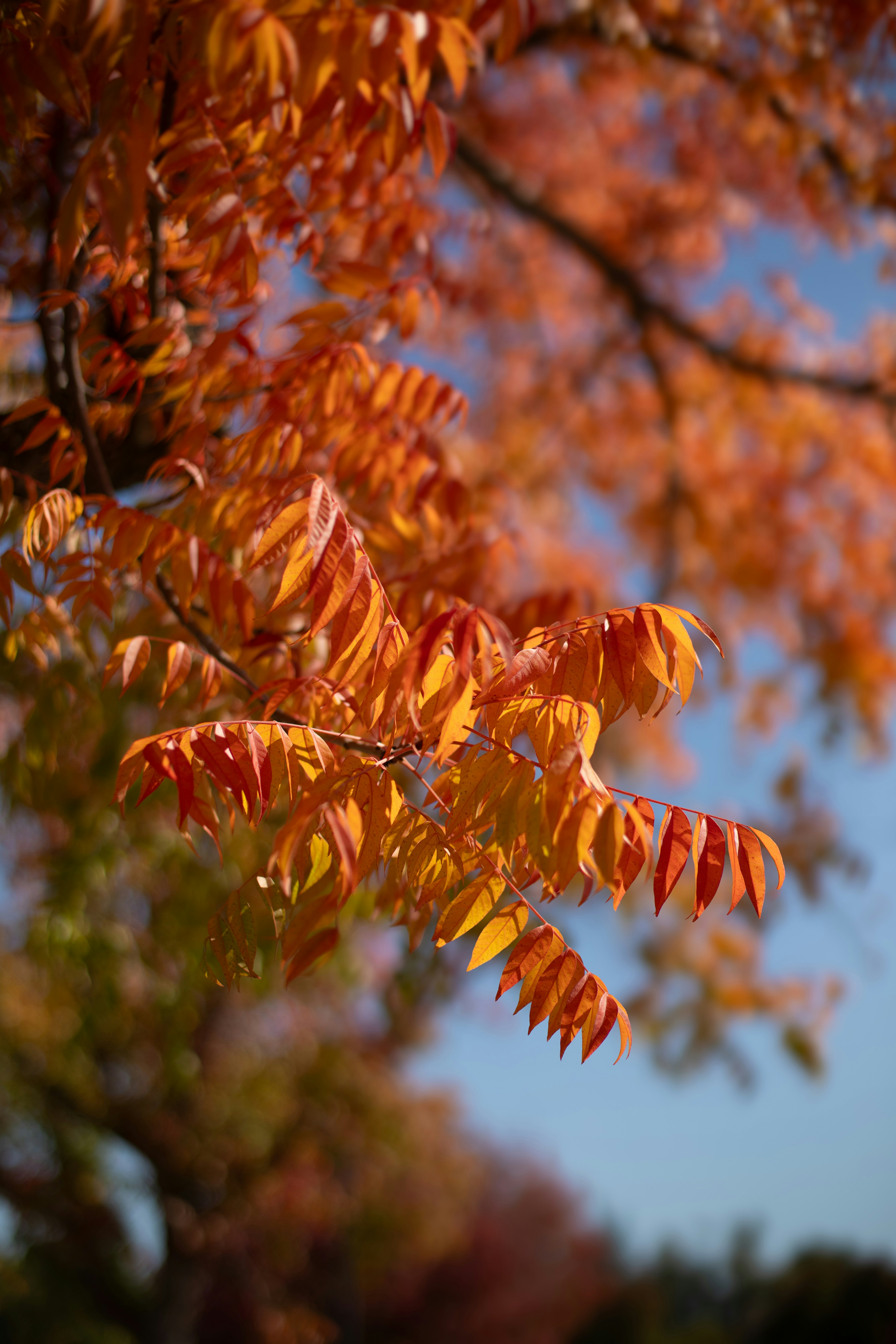 Branches d'arbre d'automne avec des feuilles orange vif photo – Image  gratuite de Extérieur sur Unsplash, image size:3000x4500