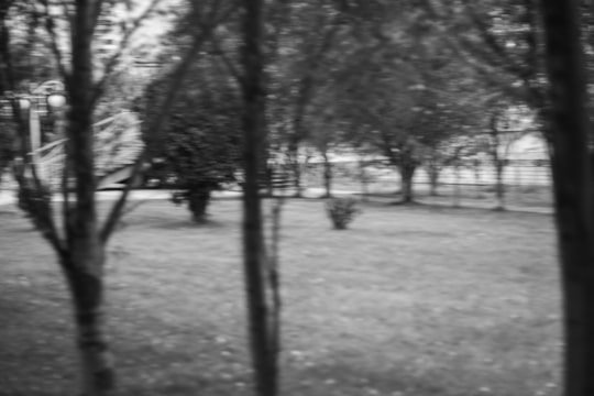 The Psychology of the Lawn: Why We Obsess Over Green Grass