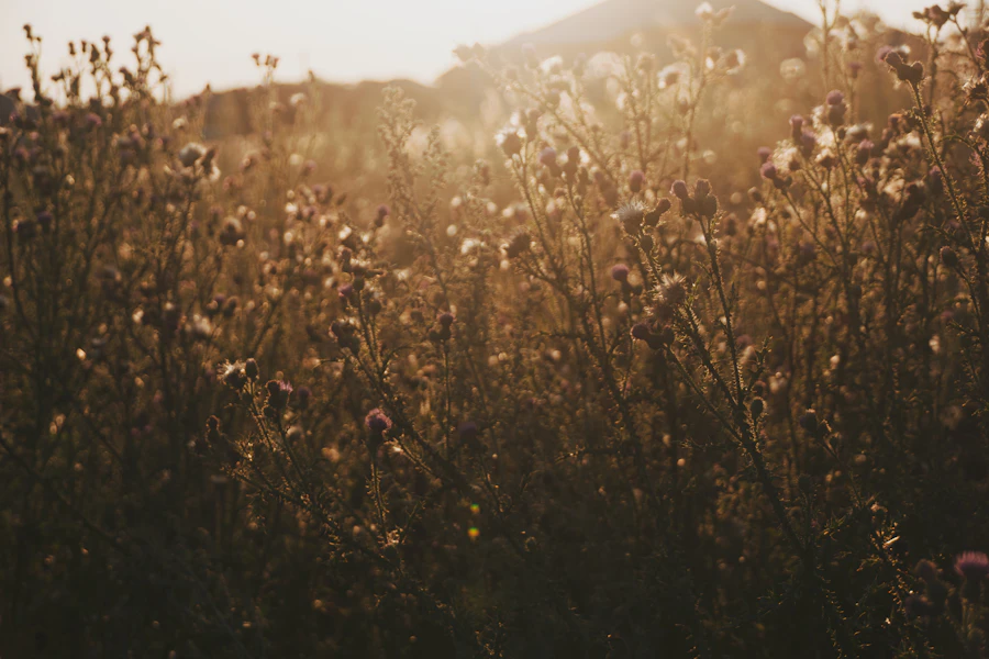 Campo de flores silvestres ao entardecer dourado