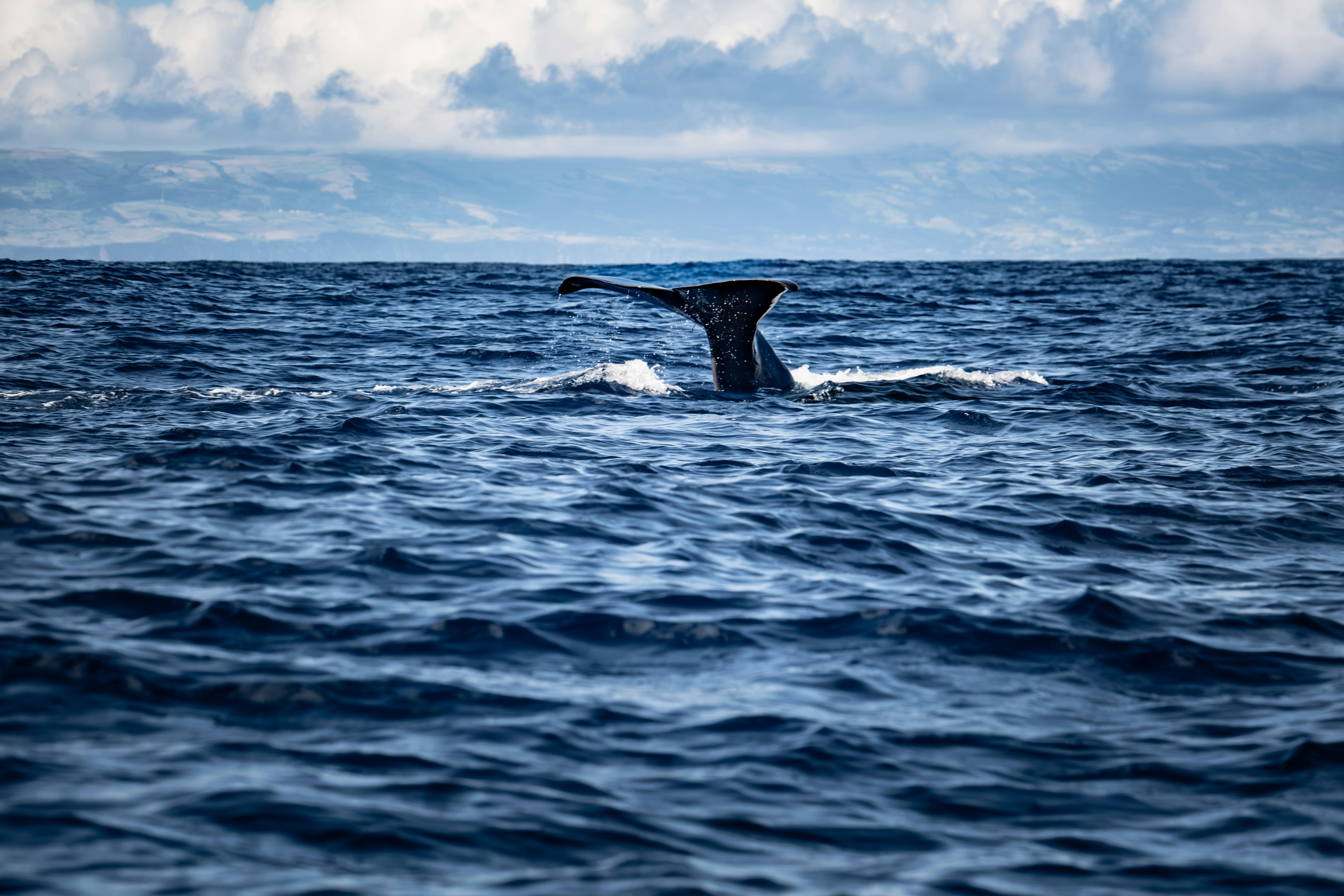 Photo by francesco_ungaro