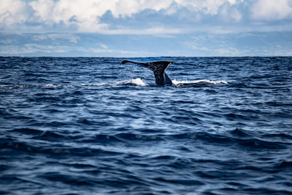 Queue de baleine émergeant des vagues profondes de l'océan