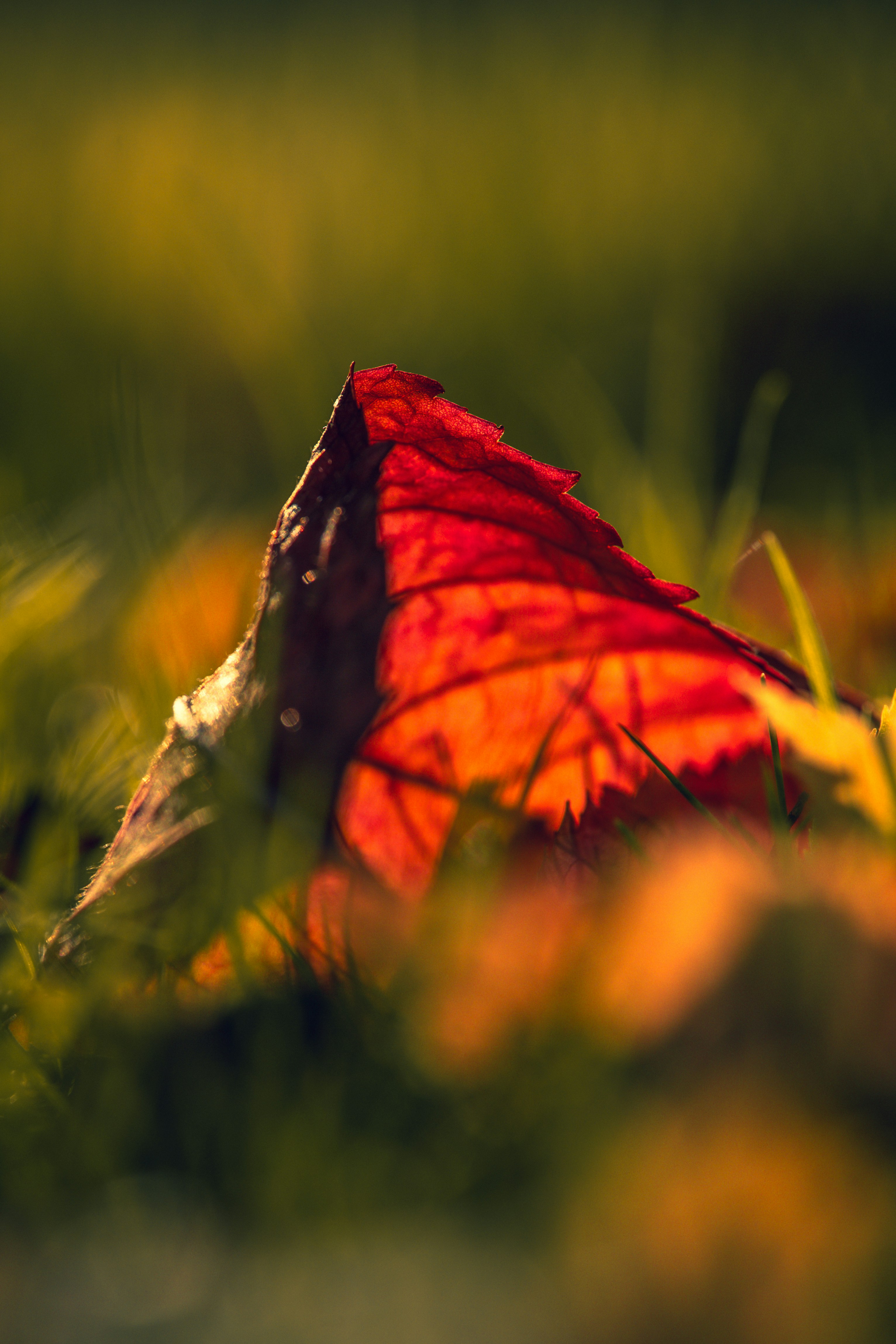 A single red leaf rests on green grass.