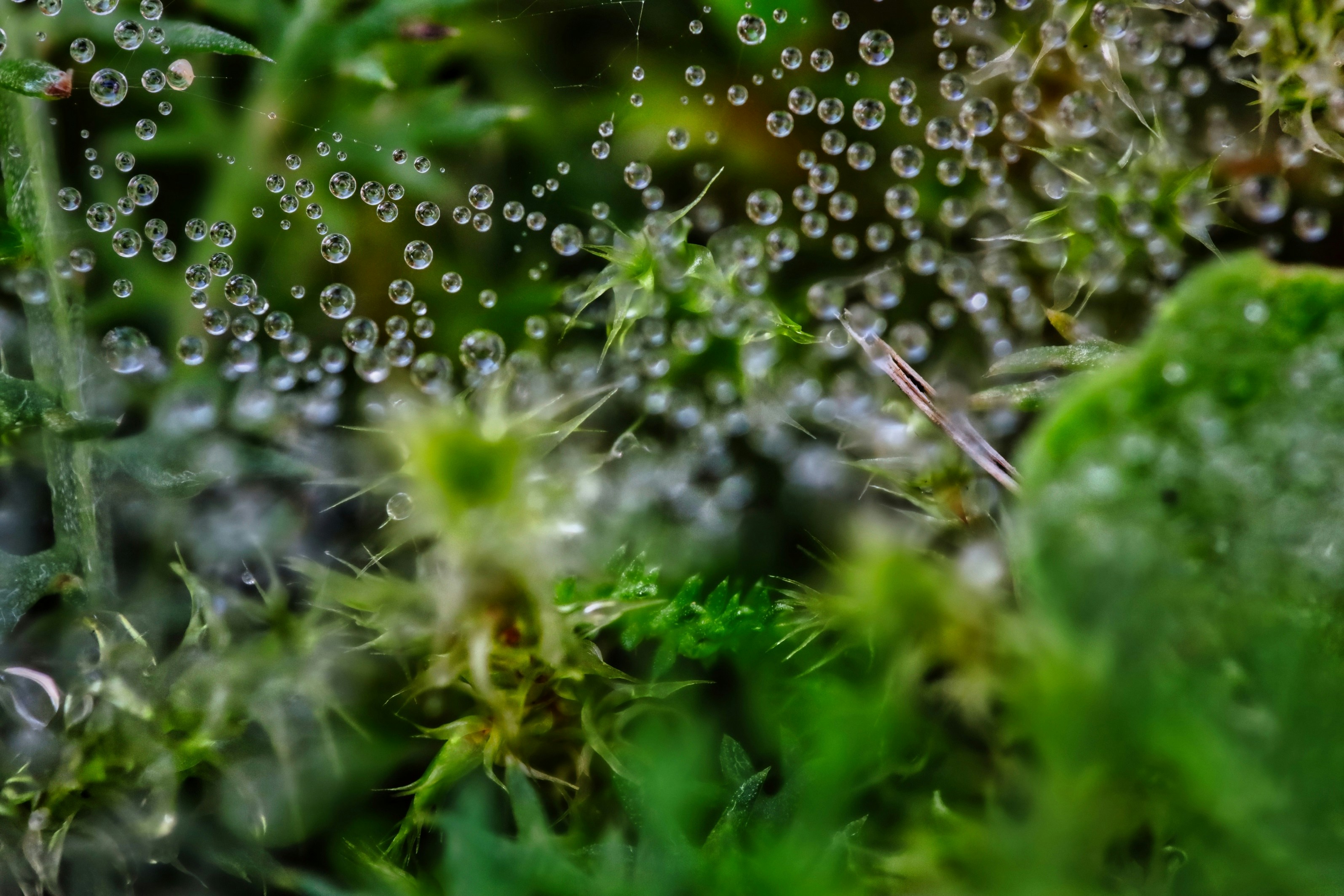 Dewdrops on a spiderweb amidst green moss