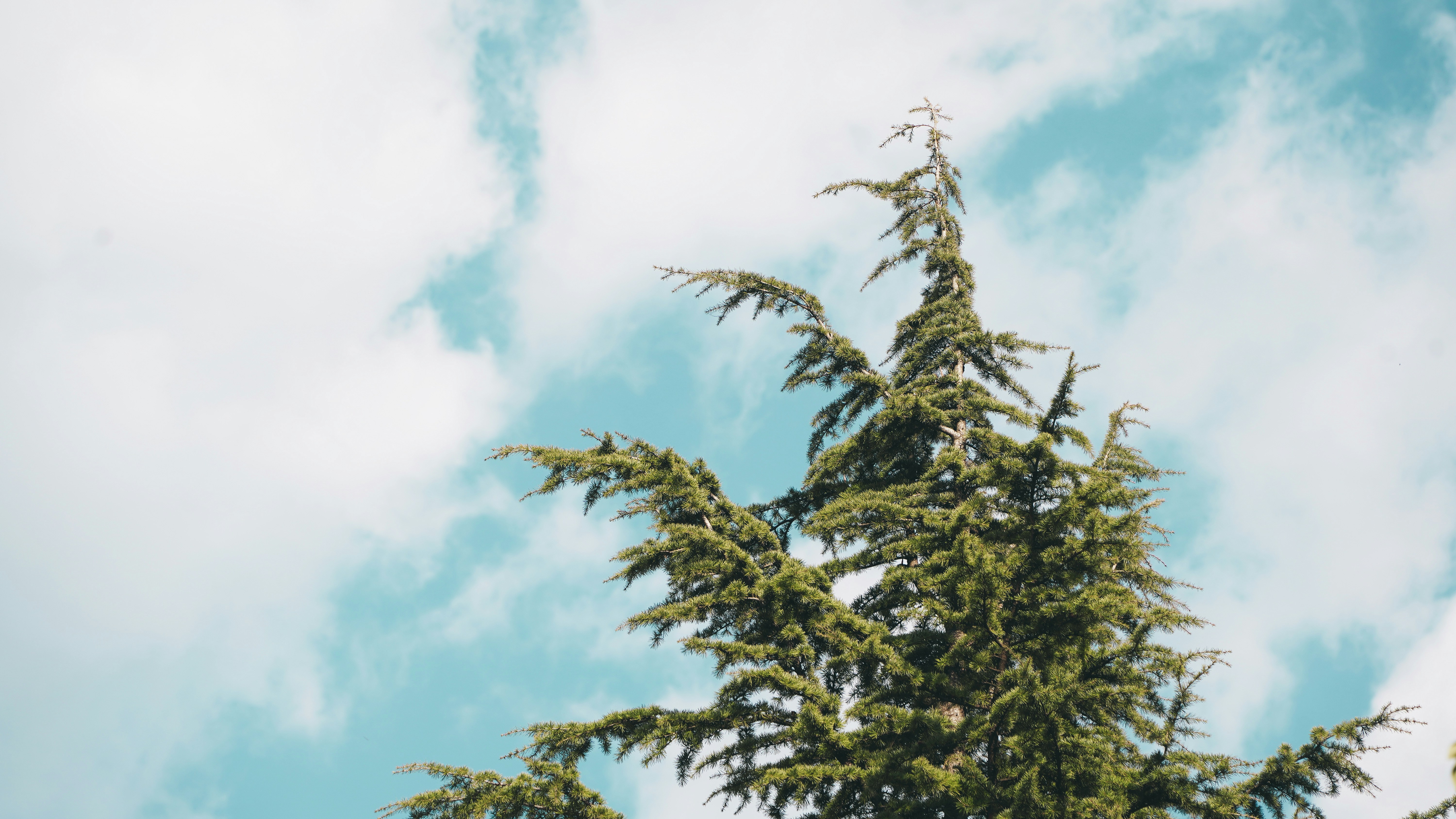 A tall evergreen tree against a cloudy sky