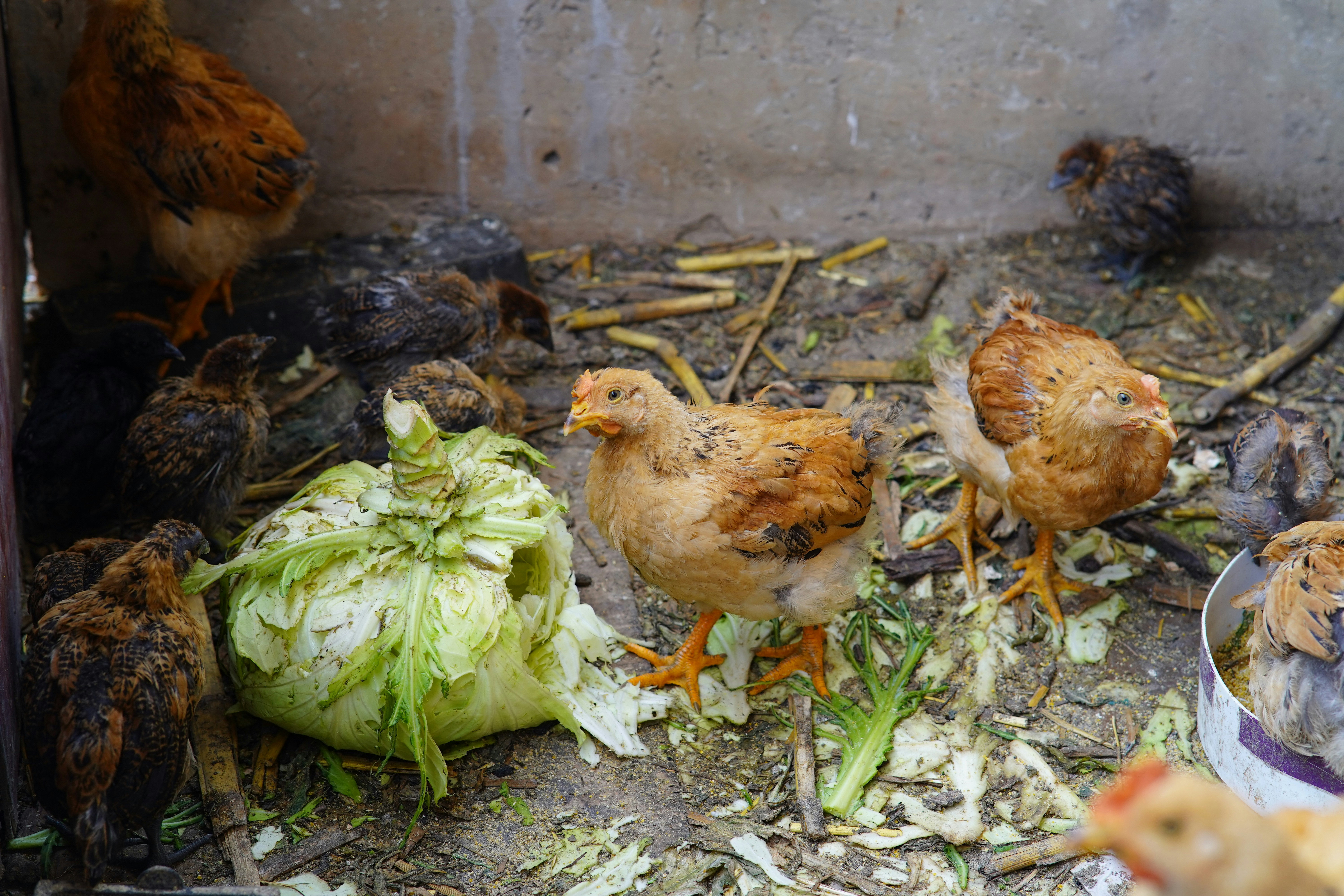 Organic Bird Food Brands in USA and Europe