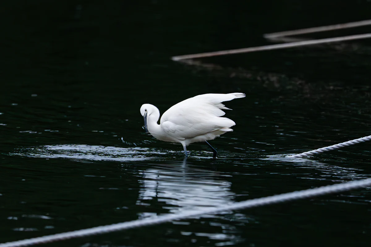 Deepor Beel