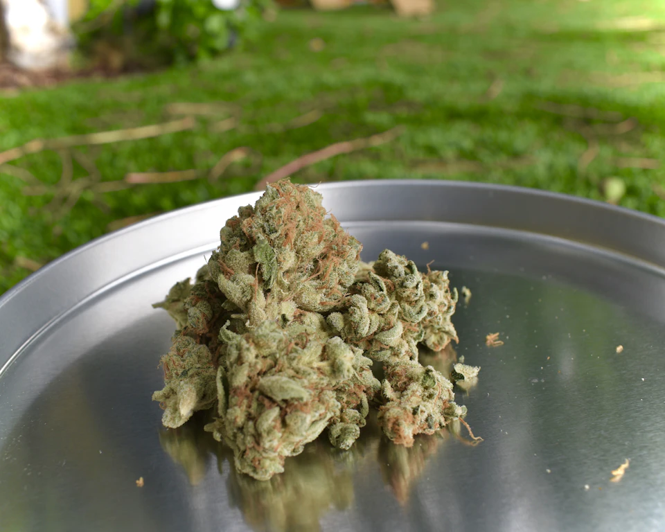 Silver tray supports a green marijuana bud with roots emerging from its surface
