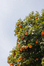 Ripe oranges hanging on a leafy tree branch