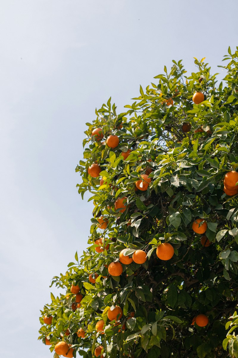 Naranjas