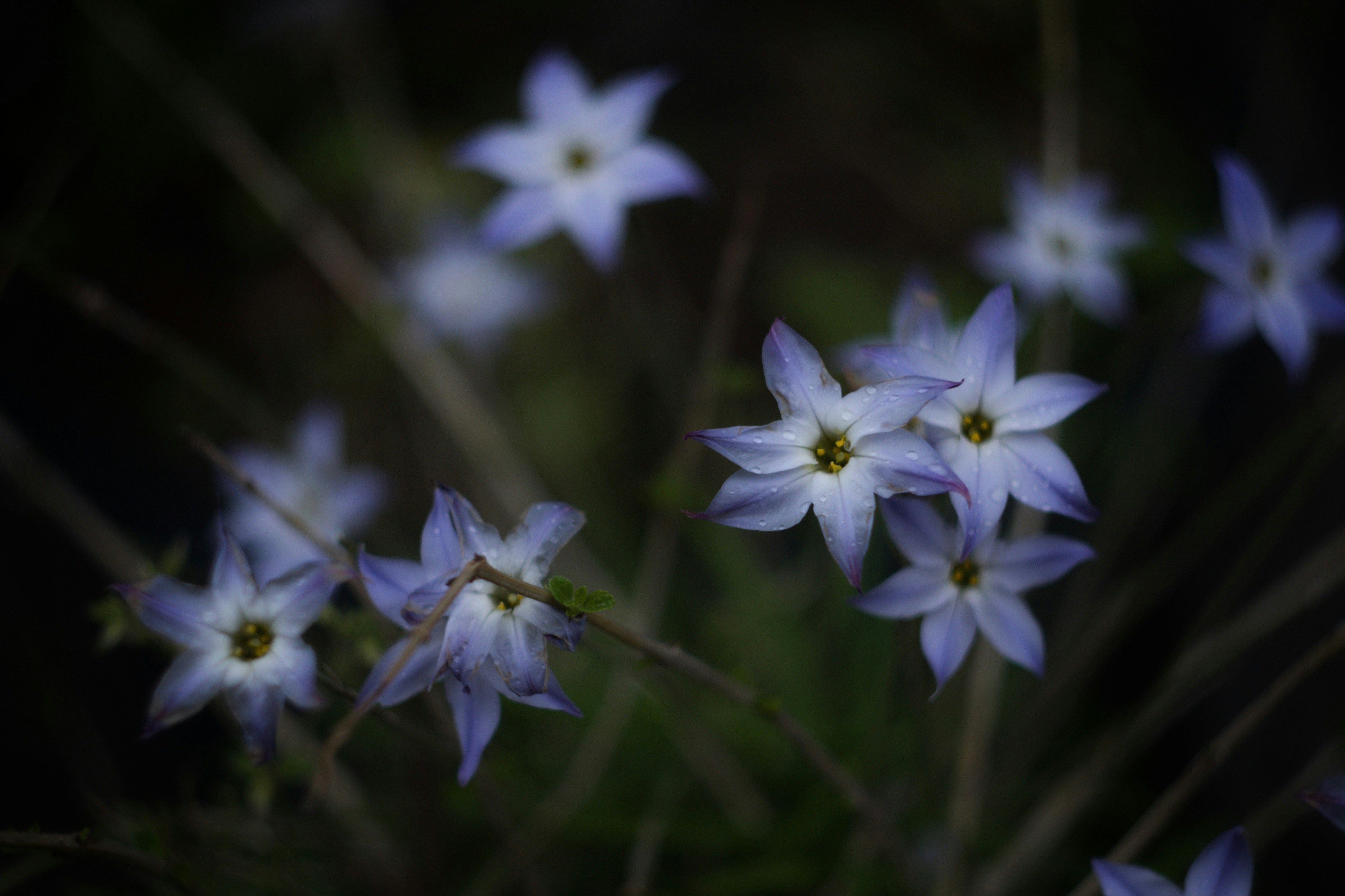 Photo by da_shika_photo