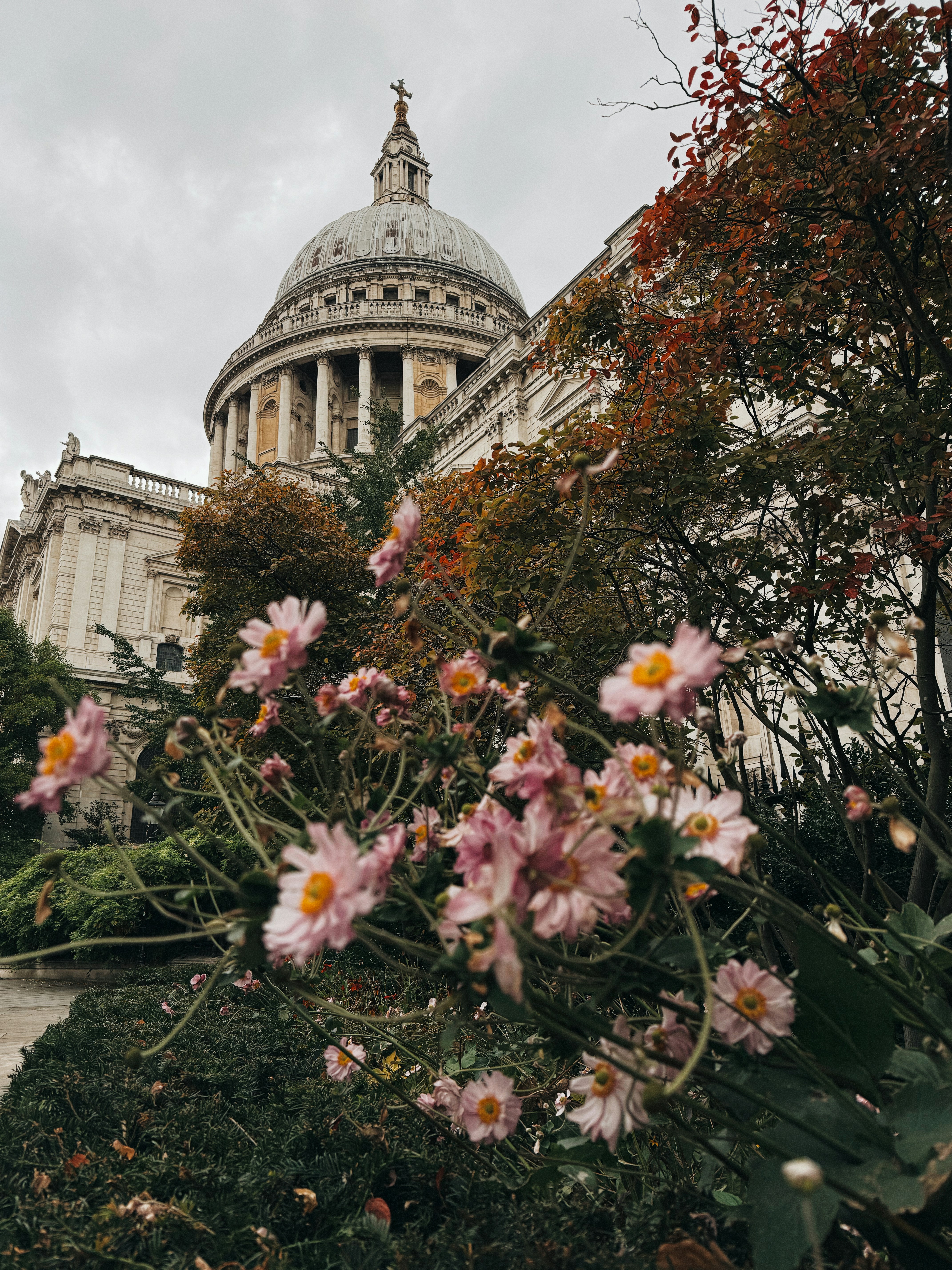 Catedral de San Pablo con flores rosas en primer plano