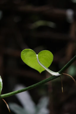 A bright green heart-shaped leaf on a vine.