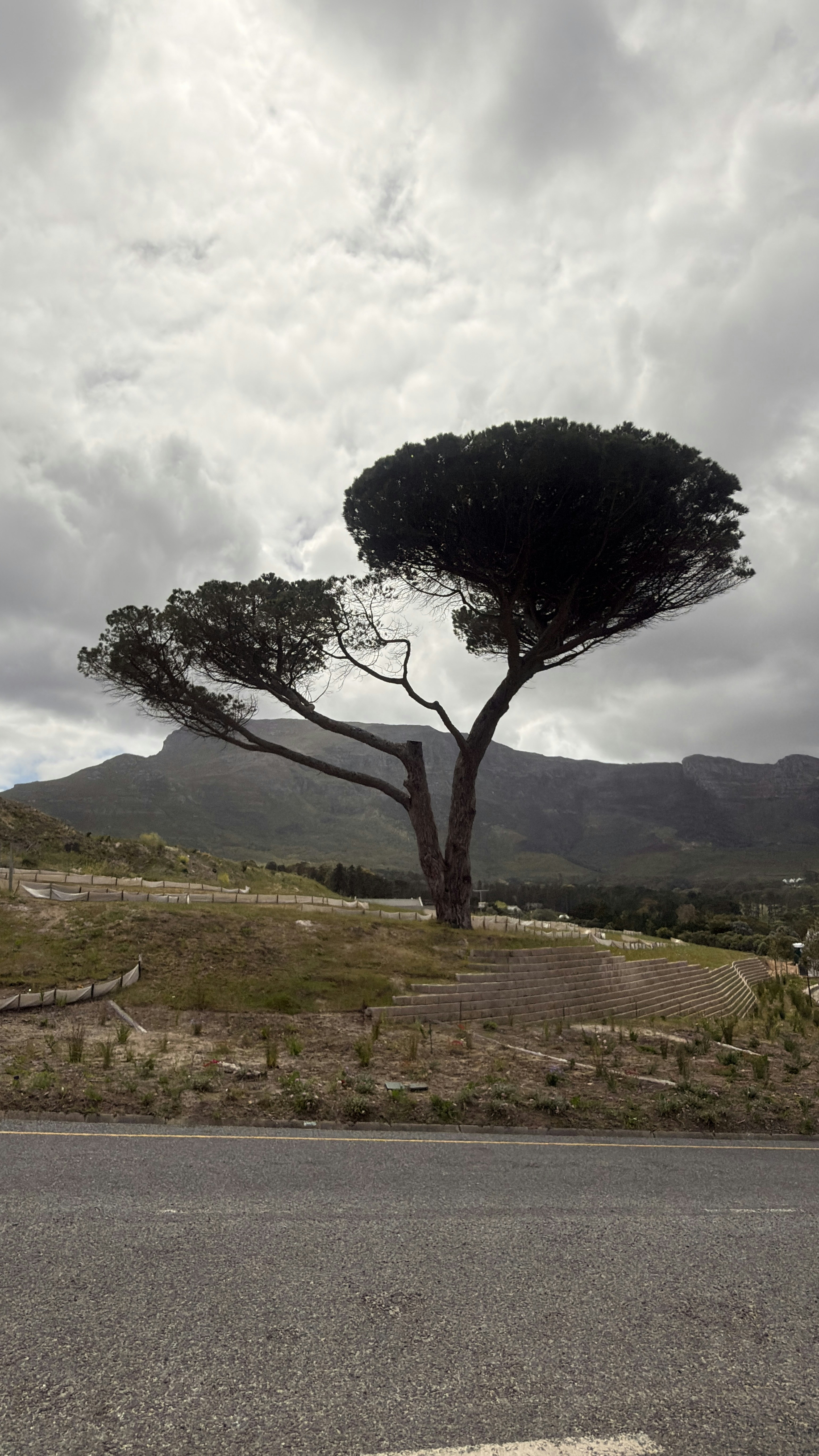 Árbol solitario contra un cielo nublado y una montaña.