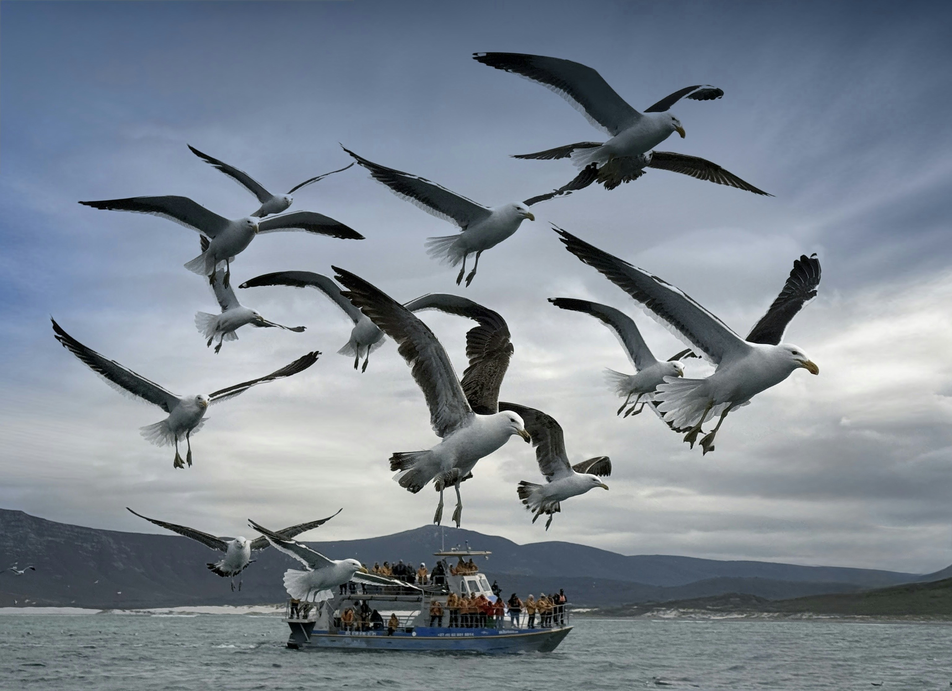 Gaviotas volando sobre un bote en el océano