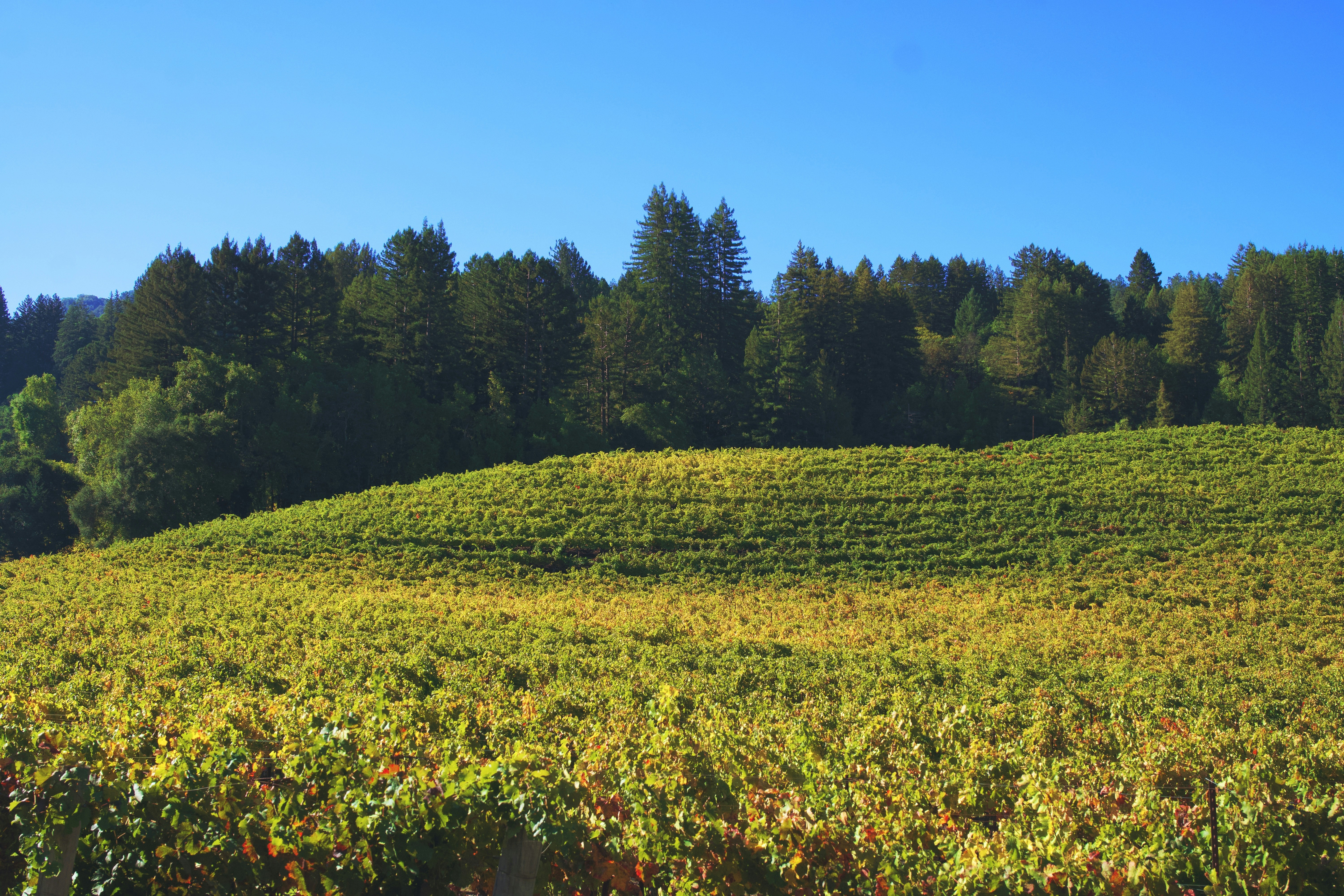 Photo by spencer_demera