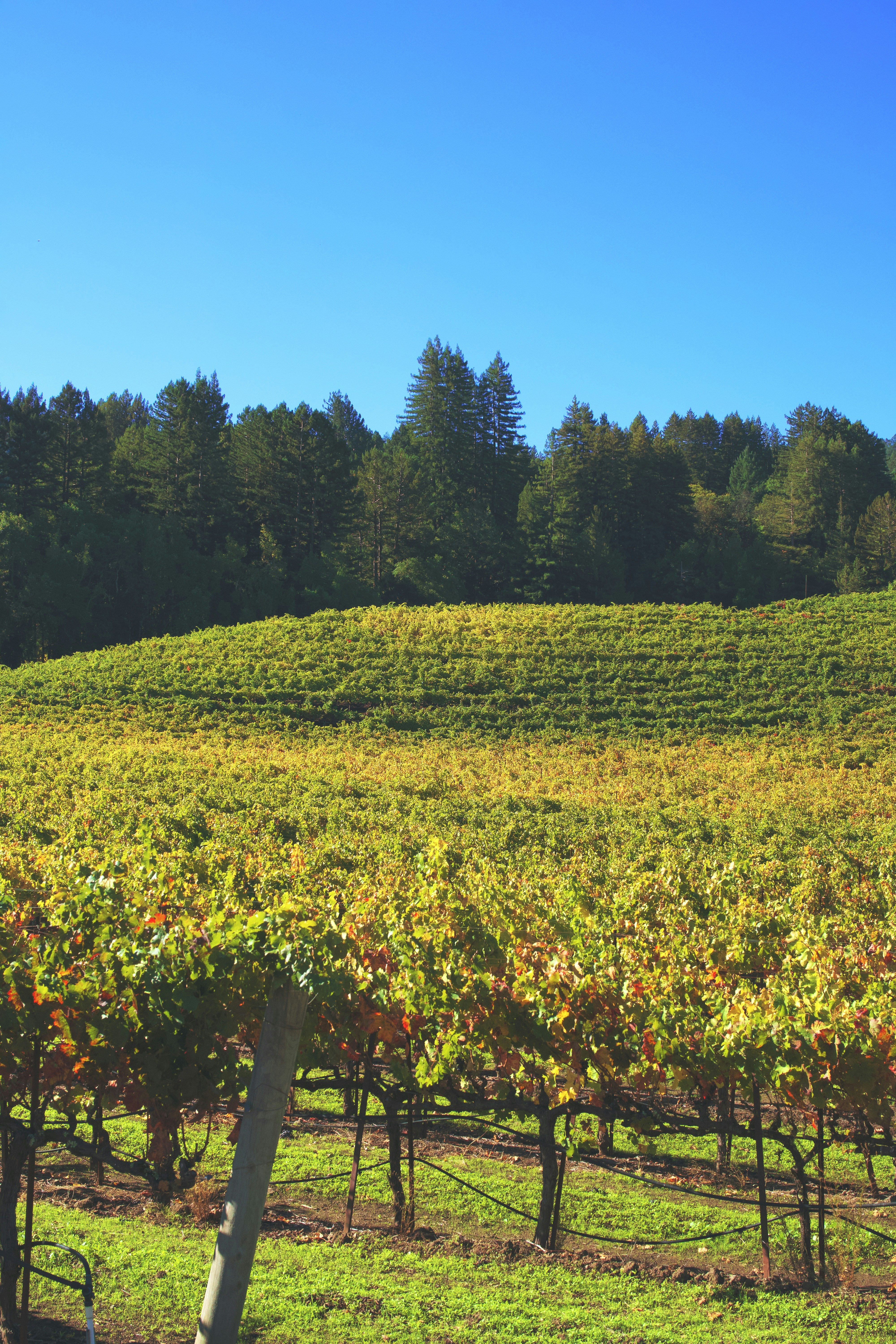 Photo by spencer_demera