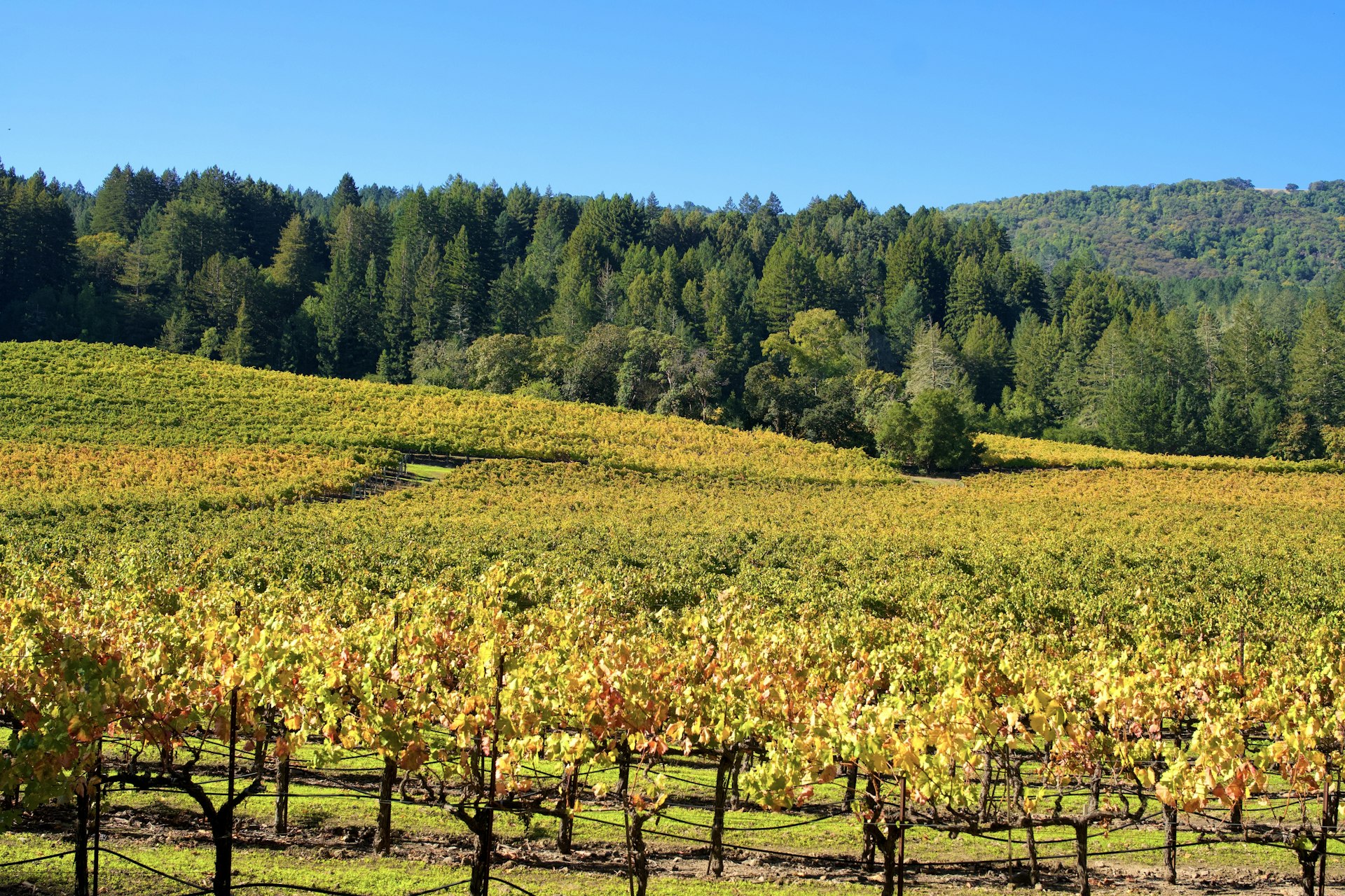 Exploring the Rheingau