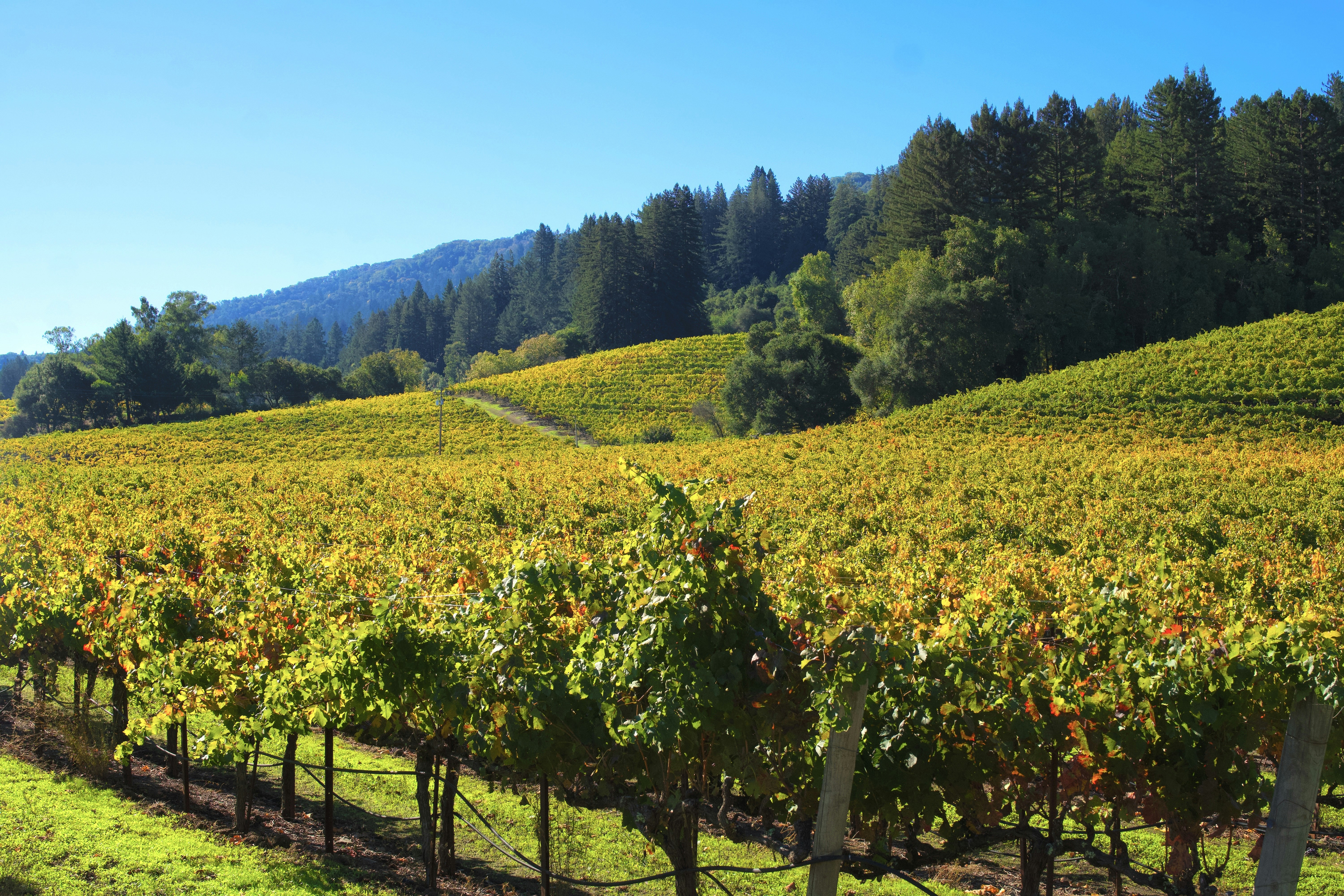 Vineyard rows with rolling hills and trees under blue sky