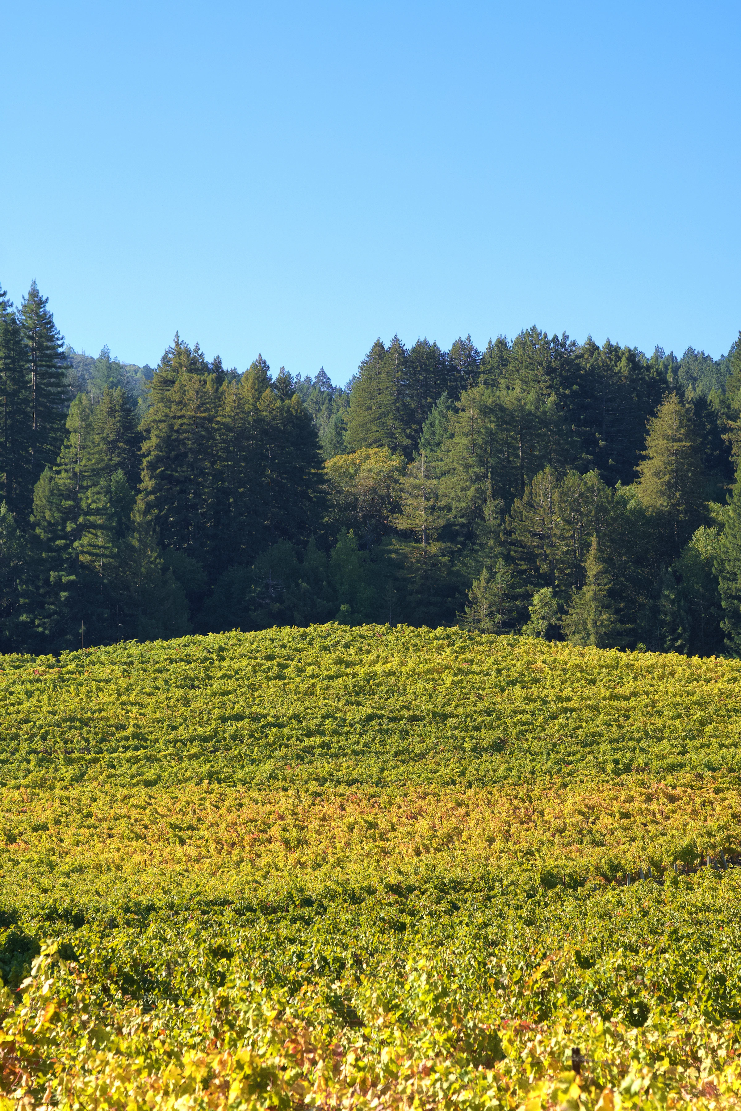 Vision Cellars