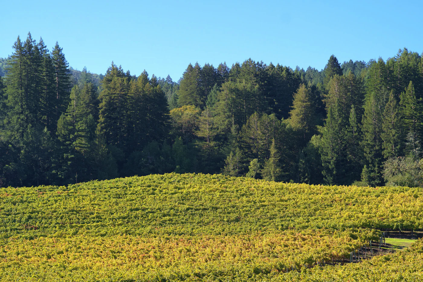 Vineyard rows crossing rolling Edna Valley hills under soft light.