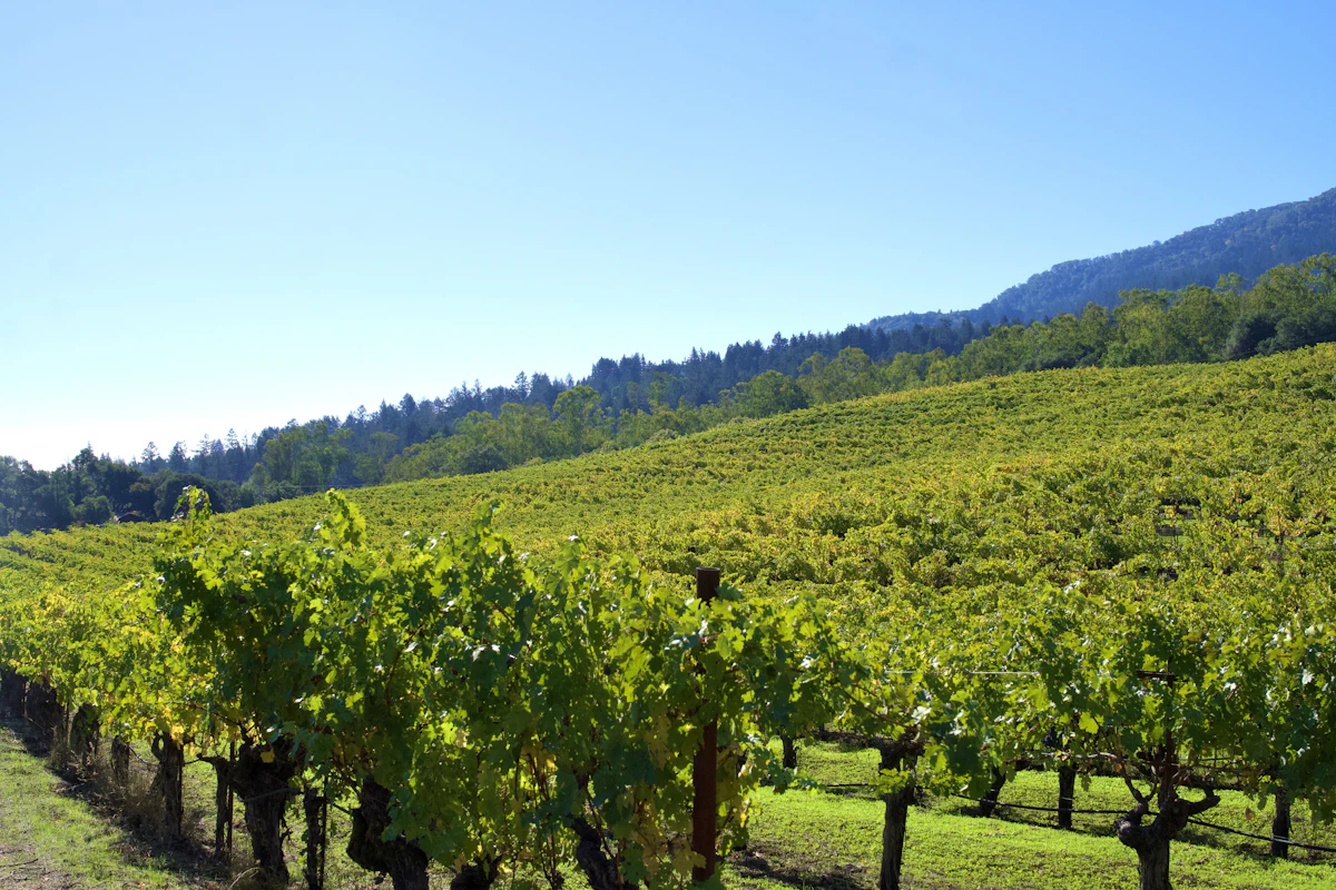 Vineyard rows on a sunny hillside below a wooded ridge near Sonoma