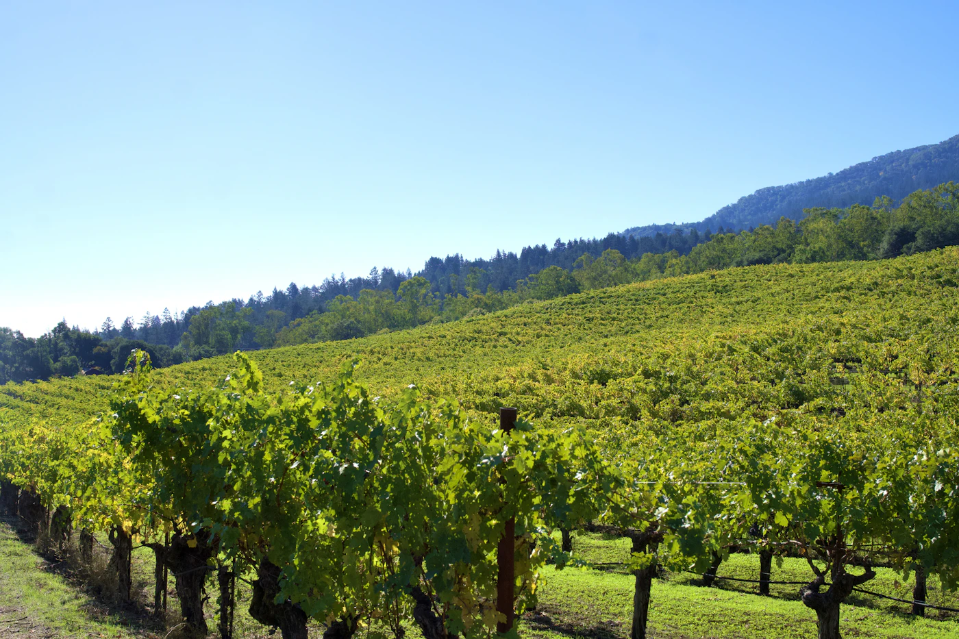 Vineyard rows on a sunny Northern California hillside