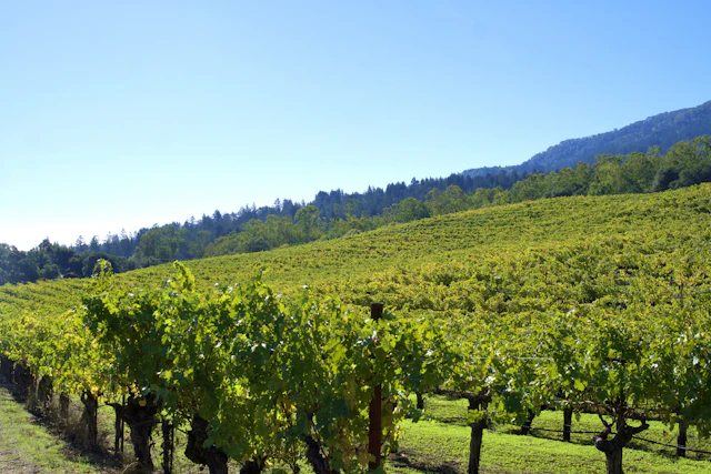 Vineyard rows on a sunny Northern California hillside