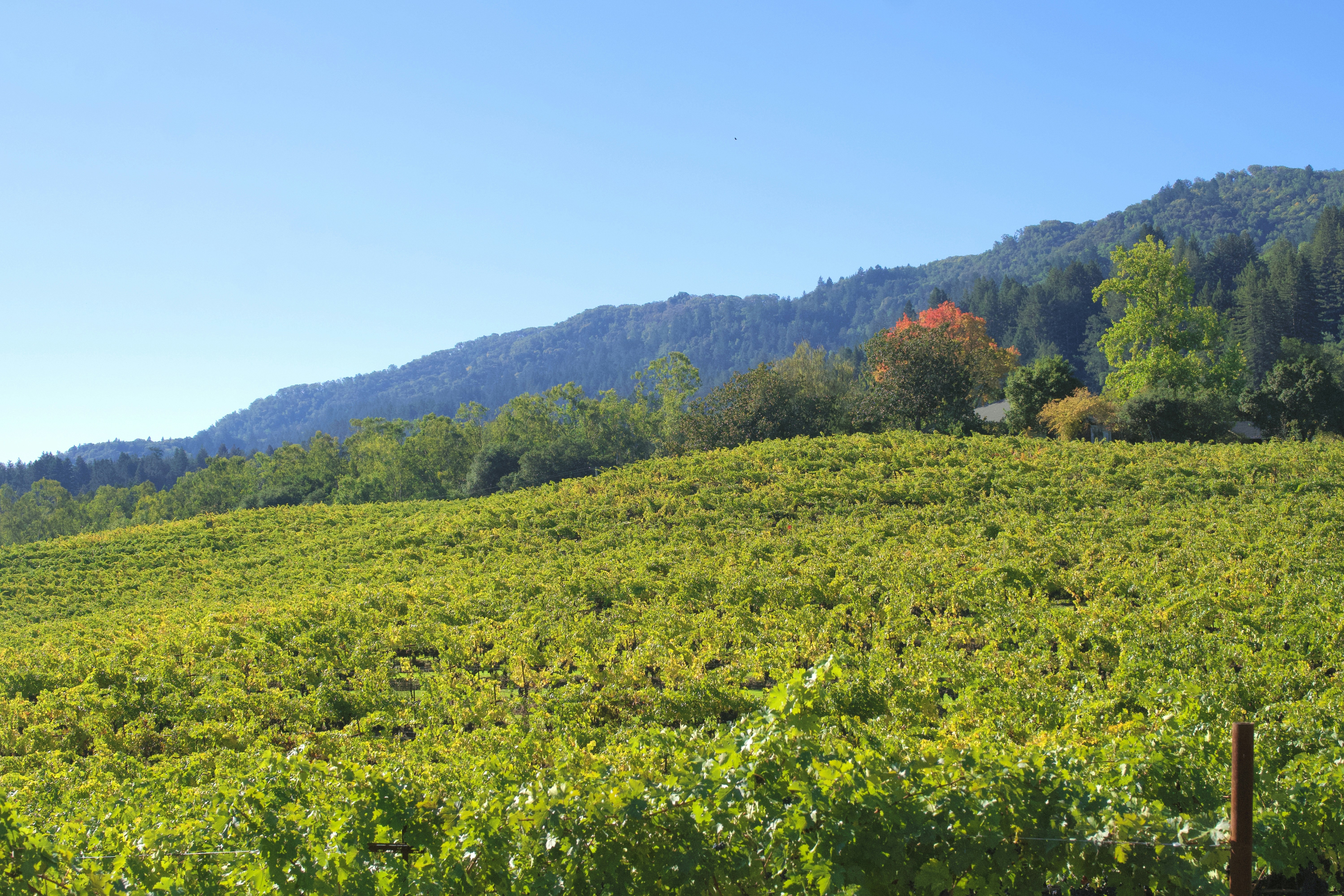 Vineyard on a sunny day with rolling hills.
