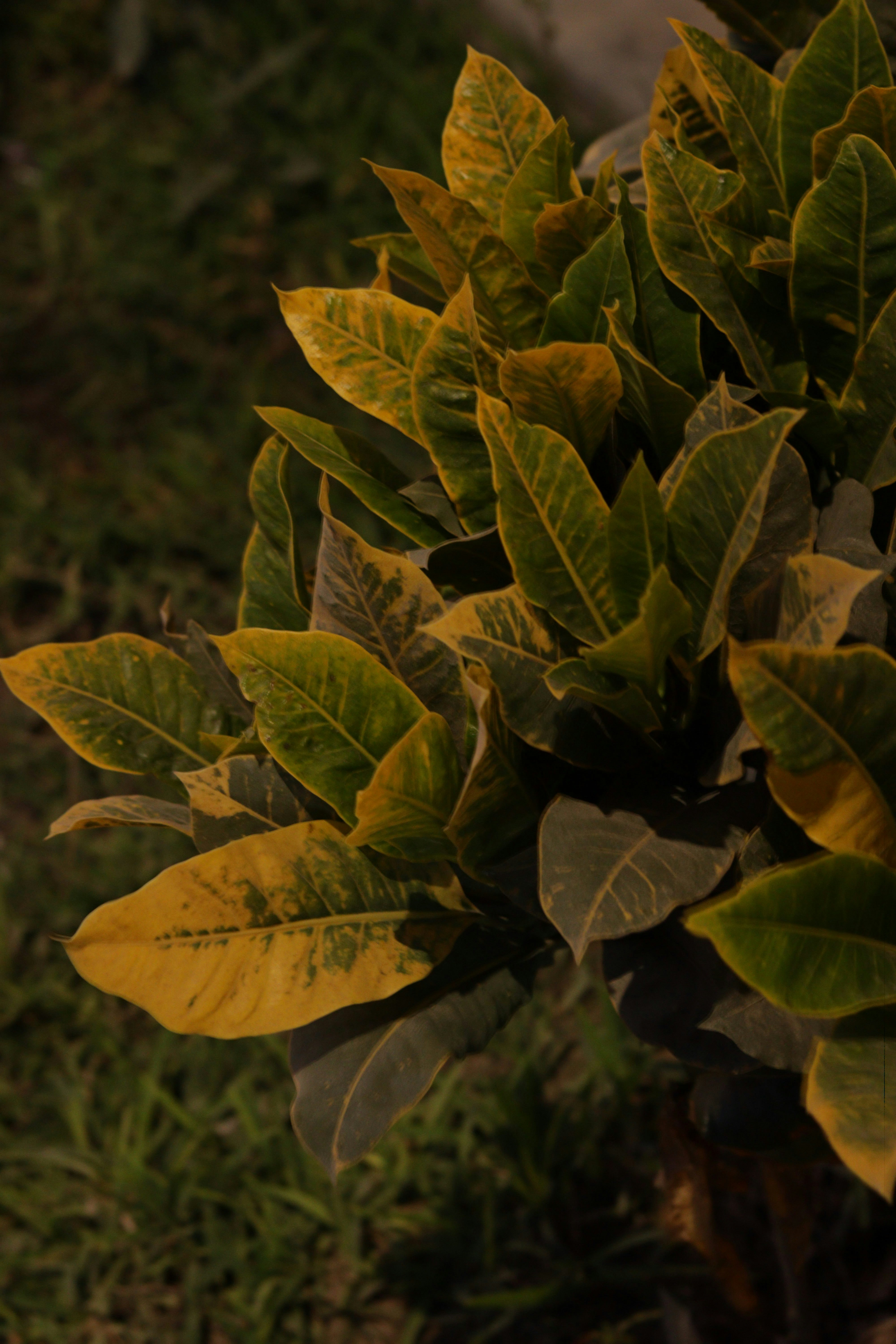 Green and yellow leaves of a plant at night.