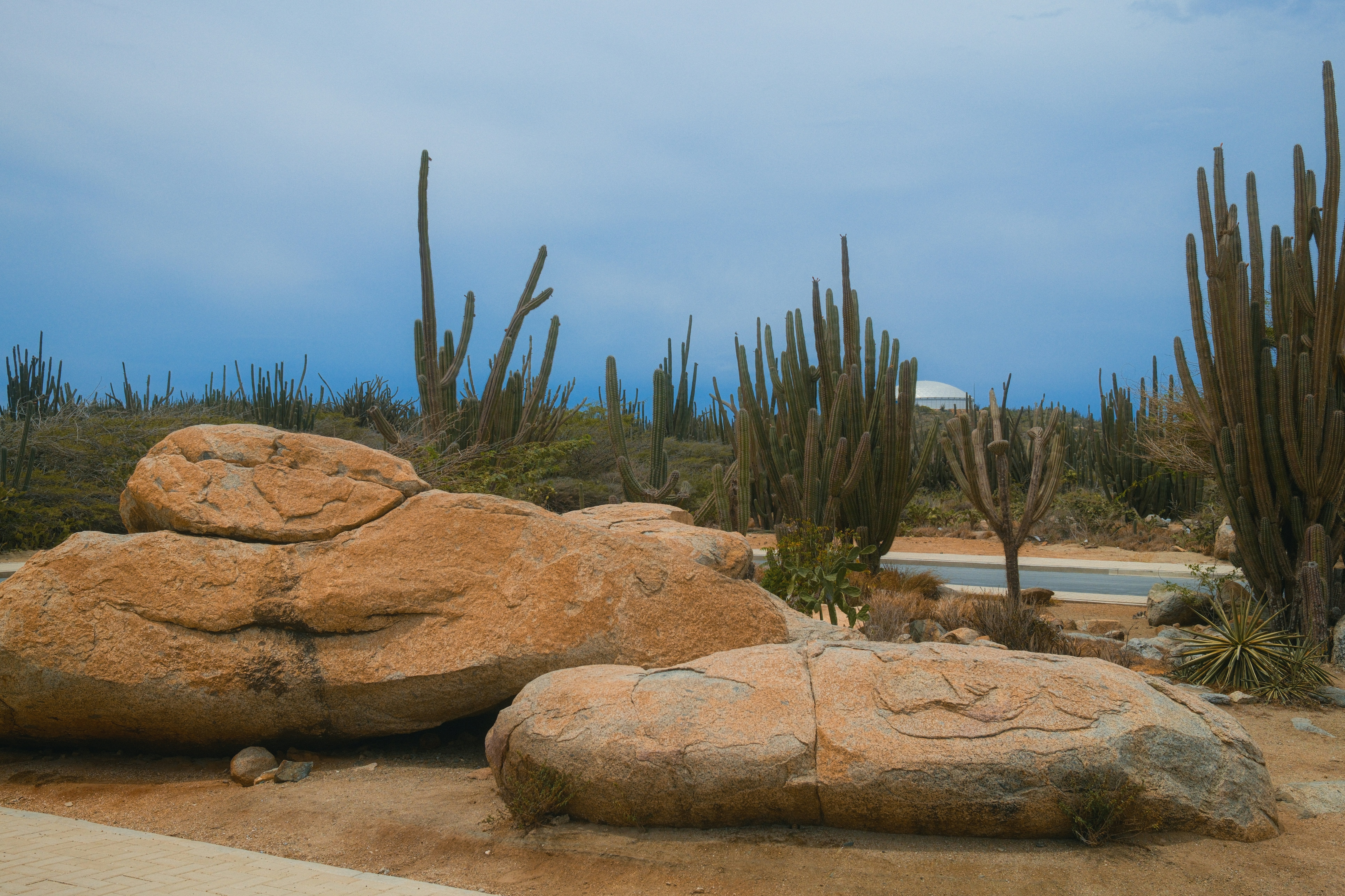 Des cactus et de gros rochers sous un ciel bleu.