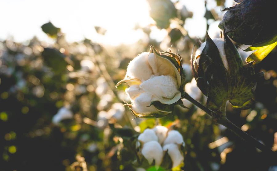 Cotton boll close up in a sunlit field, Turkey