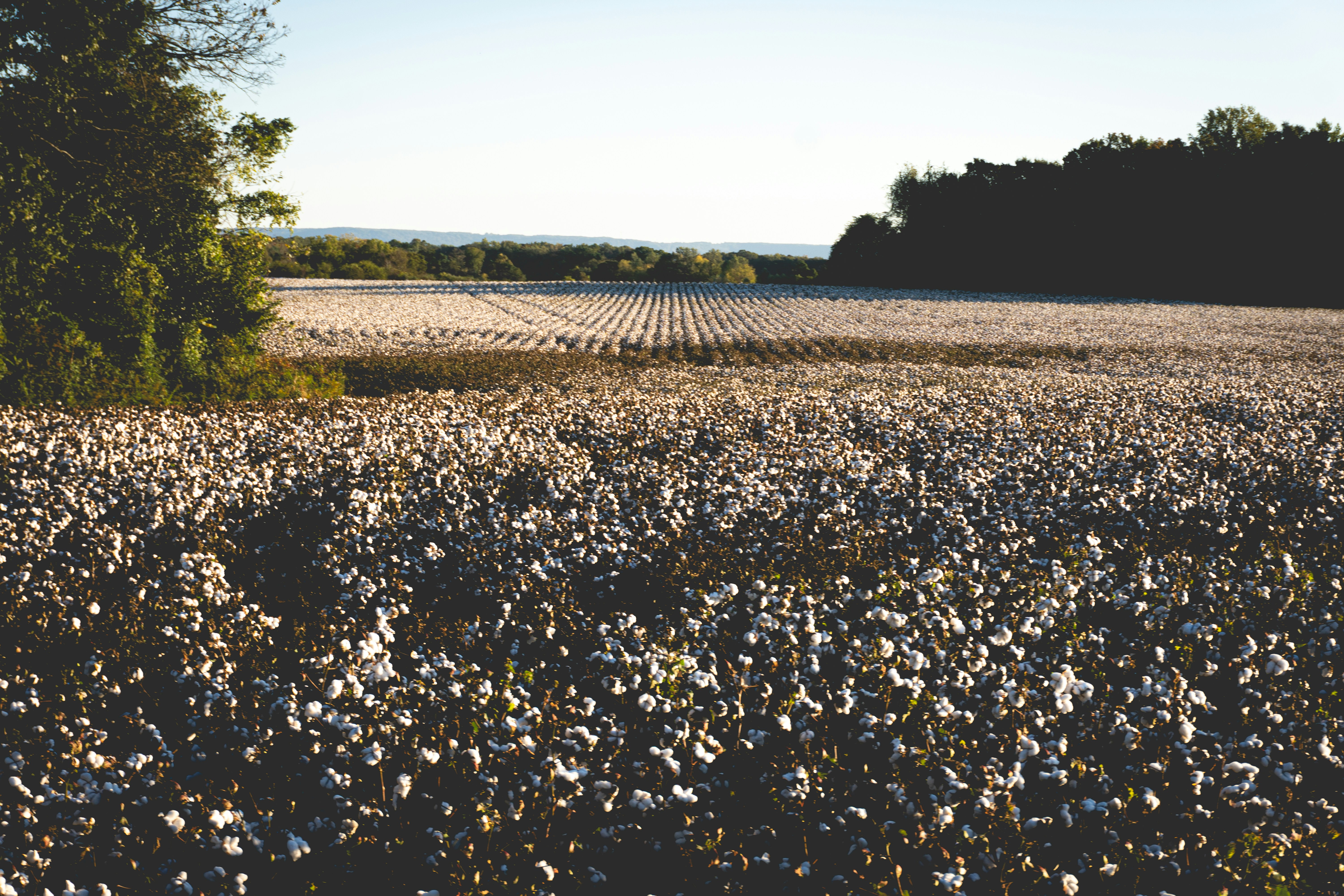 A vast field of cotton under a clear sky.