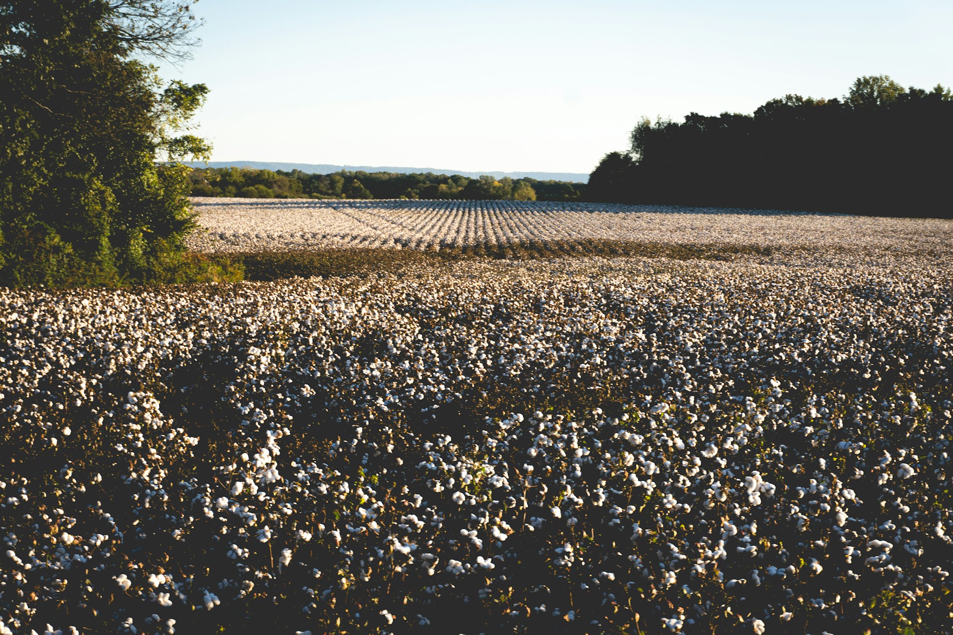 A vast field of cotton under a clear sky.